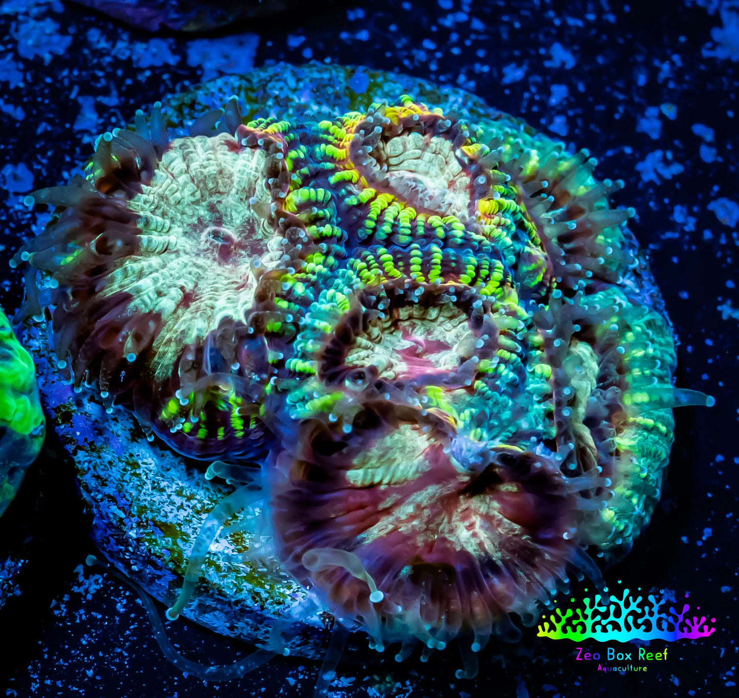 Ultra Favia Coral--WYSIWYG Frag Ultra Favia Coral--WYSIWYG Frag Aquarium Decor Ultra Favia Coral--WYSIWYG Frag Zeo Box Reef