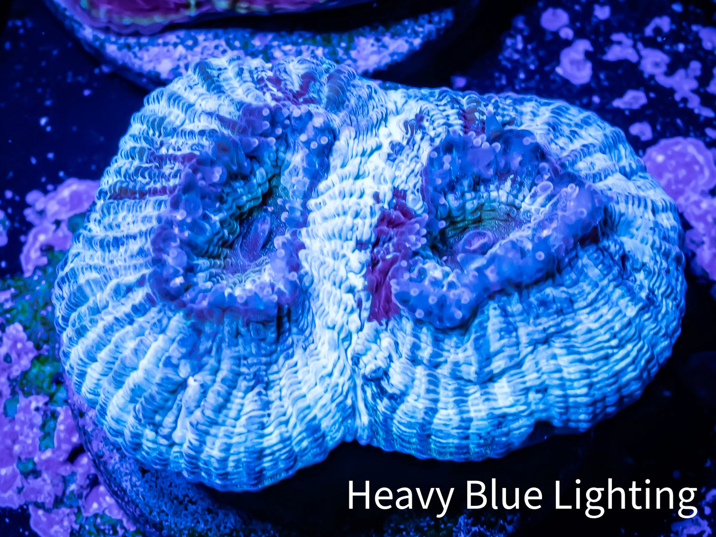 Ultra Favia Coral--WYSIWYG Frag Ultra Favia Coral--WYSIWYG Frag Aquarium Decor Ultra Favia Coral--WYSIWYG Frag Zeo Box Reef