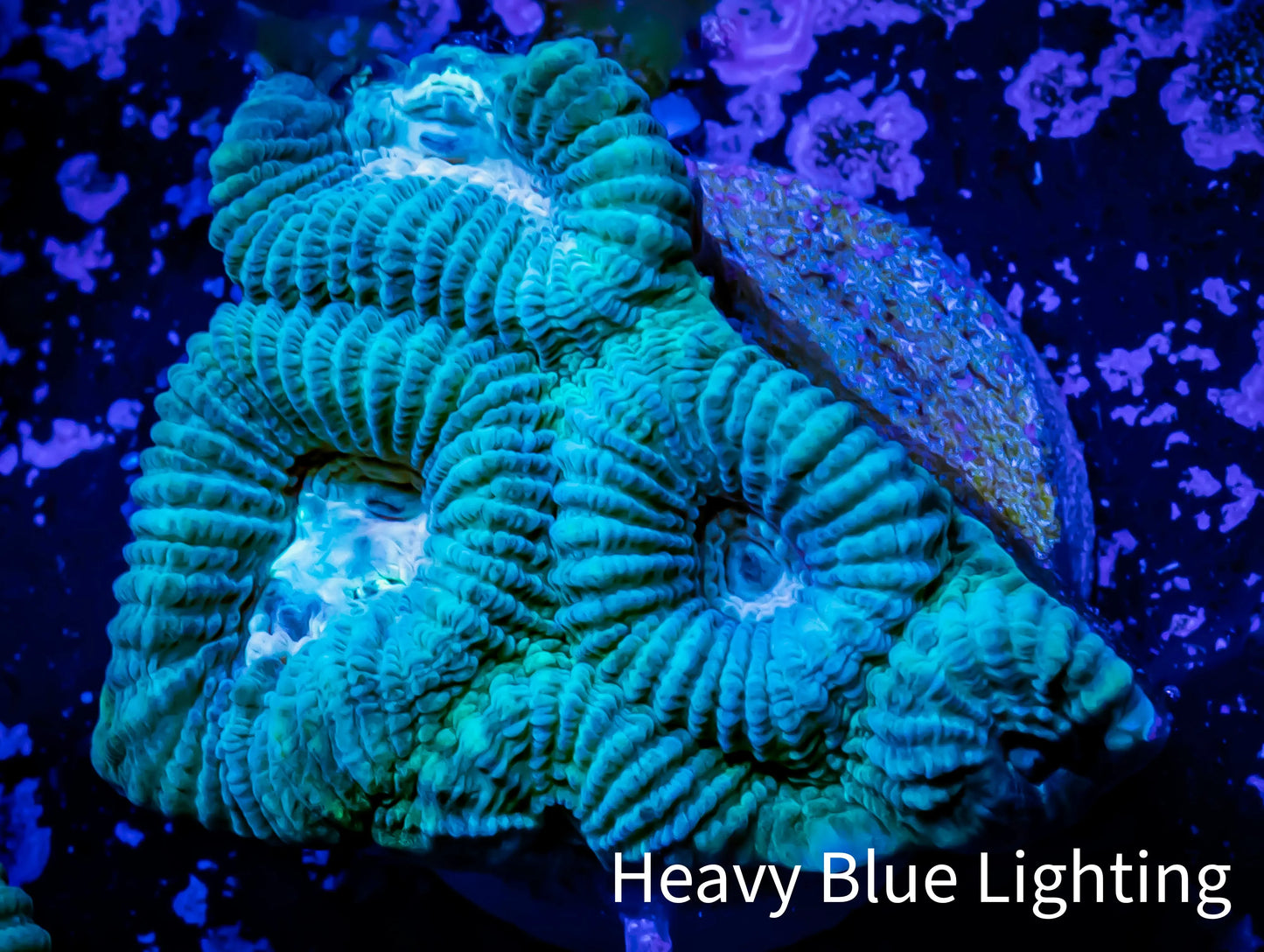 Ultra Favia Coral--WYSIWYG Frag Ultra Favia Coral--WYSIWYG Frag Aquarium Decor Ultra Favia Coral--WYSIWYG Frag Zeo Box Reef