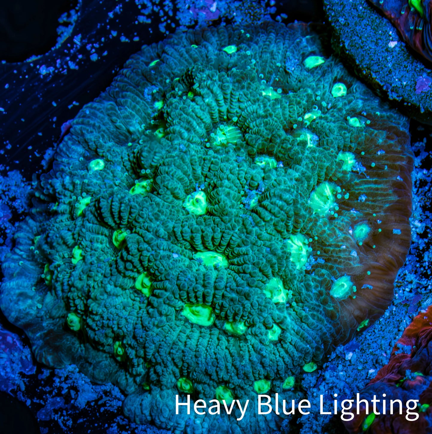 Ultra Favites Coral - Frag WYSIWYG Ultra Favites Coral - Frag WYSIWYG Aquarium Decor Ultra Favites Coral - Frag WYSIWYG Zeo Box Reef