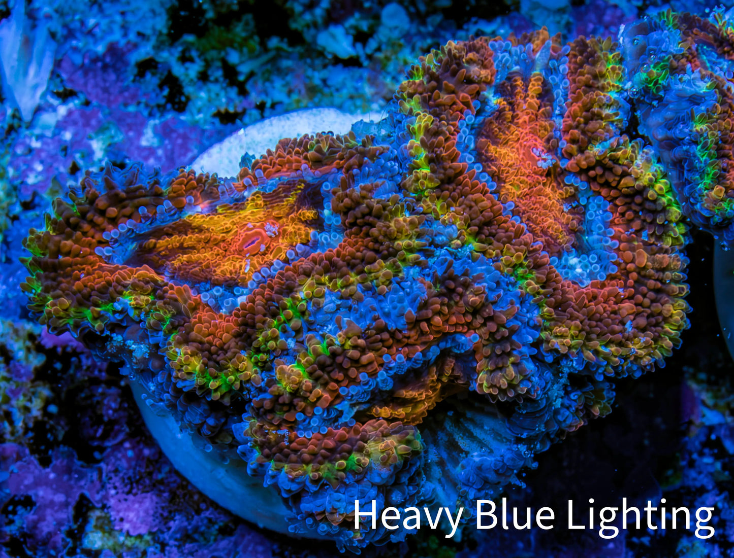 Ultra Firestorm š Rainbow Acan Frag, WYSIWYG G2R3B1 Ultra Firestorm š Rainbow Acan Frag, WYSIWYG G2R3B1 LPS Coral Ultra Firestorm š Rainbow Acan Frag, WYSIWYG G2R3B1 Zeo Box Reef