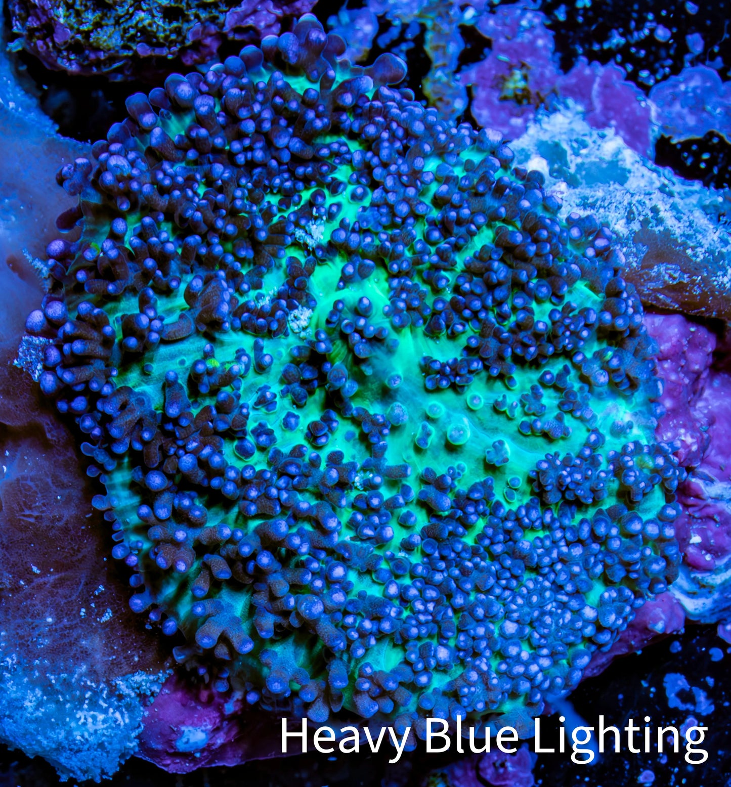 Ultra Fluffy Rhodactis Coral - Blue and Green 4cm Ultra Fluffy Rhodactis Coral - Blue and Green 4cm Animals & Pet Supplies Ultra Fluffy Rhodactis Coral - Blue and Green 4cm Zeo Box Reef