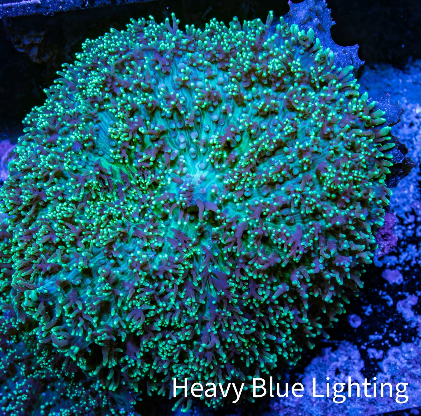Ultra Fluffy Rhodactis Coral - WYSIWYG 7cm Ultra Fluffy Rhodactis Coral - WYSIWYG 7cm Animals & Pet Supplies Ultra Fluffy Rhodactis Coral - WYSIWYG 7cm Zeo Box Reef