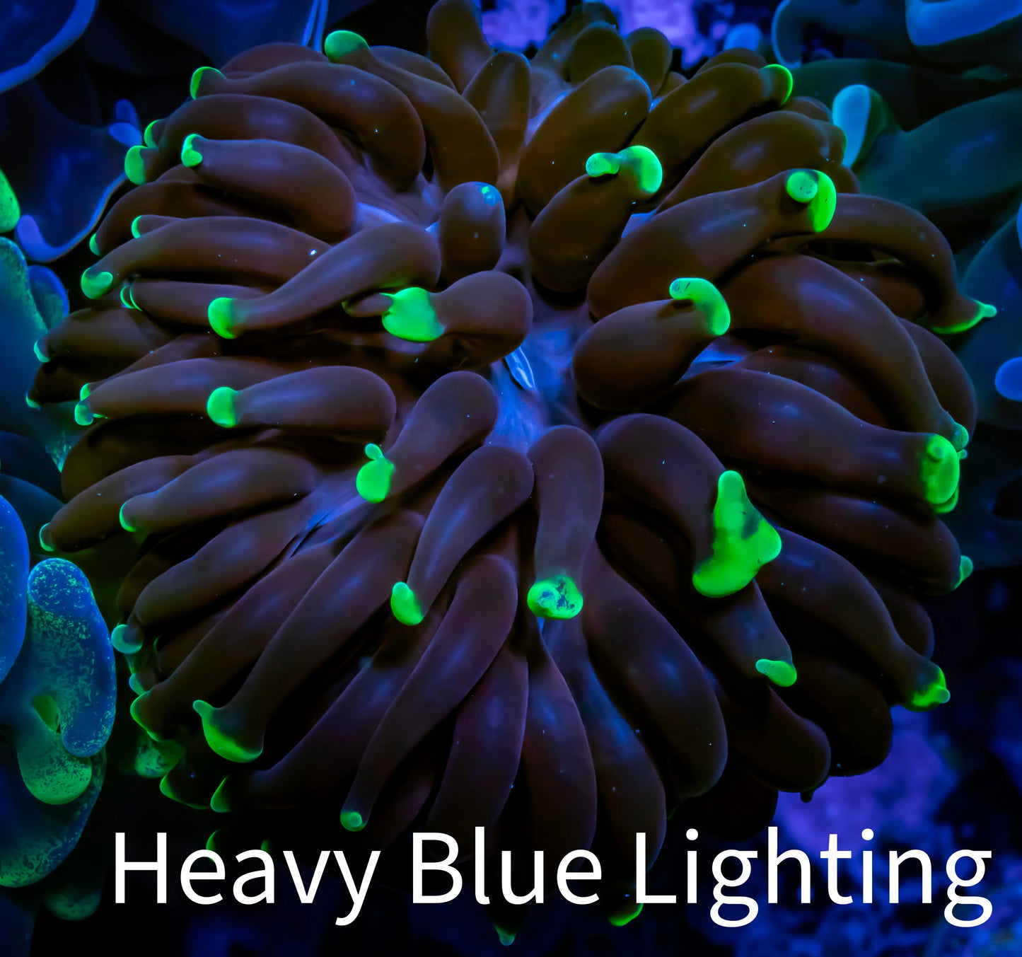 Ultra Frammer Coral WYSIWYG 5cm C4R5B1 Ultra Frammer Coral WYSIWYG 5cm C4R5B1 Aquarium Decor Ultra Frammer Coral WYSIWYG 5cm C4R5B1 Zeo Box Reef