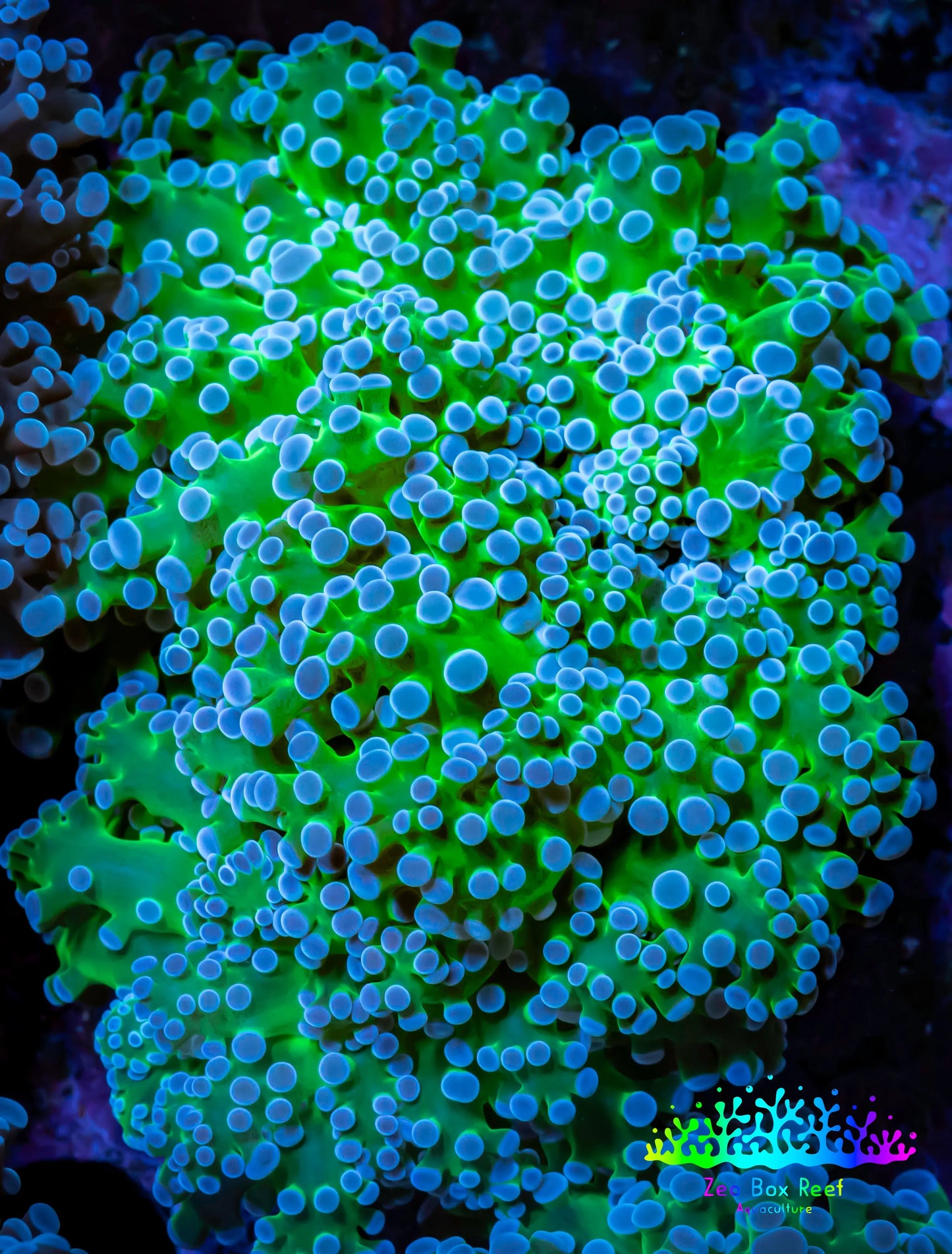 Ultra Frogspawn Coral - WYSIWYG 6cm B2R6B1 Ultra Frogspawn Coral - WYSIWYG 6cm B2R6B1 LPS Ultra Frogspawn Coral - WYSIWYG 6cm B2R6B1 Zeo Box Reef