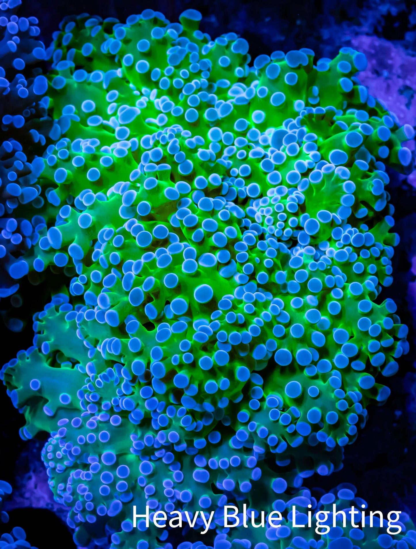 Ultra Frogspawn Coral - WYSIWYG 6cm B2R6B1 Ultra Frogspawn Coral - WYSIWYG 6cm B2R6B1 LPS Ultra Frogspawn Coral - WYSIWYG 6cm B2R6B1 Zeo Box Reef