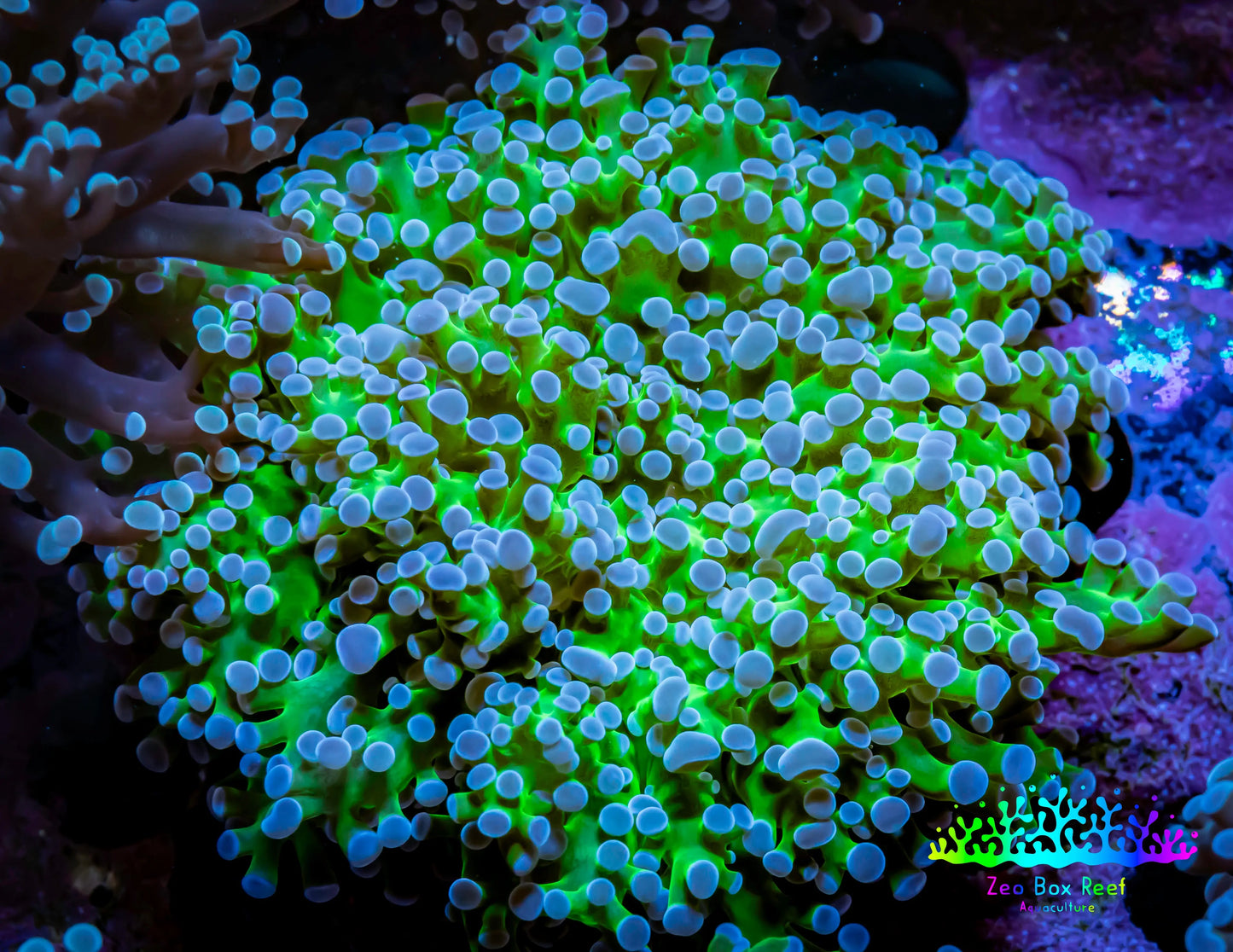 Ultra Frogspawn Coral - WYSIWYG 6cm C2R6B1 Ultra Frogspawn Coral - WYSIWYG 6cm C2R6B1 LPS Ultra Frogspawn Coral - WYSIWYG 6cm C2R6B1 Zeo Box Reef