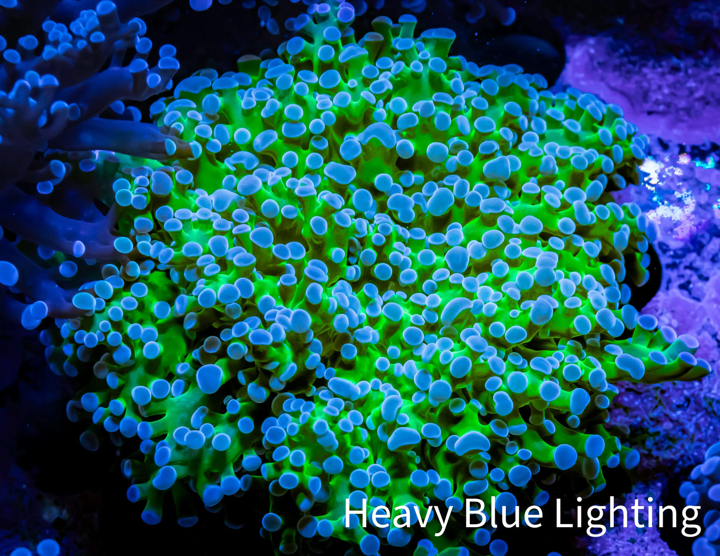 Ultra Frogspawn Coral - WYSIWYG 6cm C2R6B1 Ultra Frogspawn Coral - WYSIWYG 6cm C2R6B1 LPS Ultra Frogspawn Coral - WYSIWYG 6cm C2R6B1 Zeo Box Reef