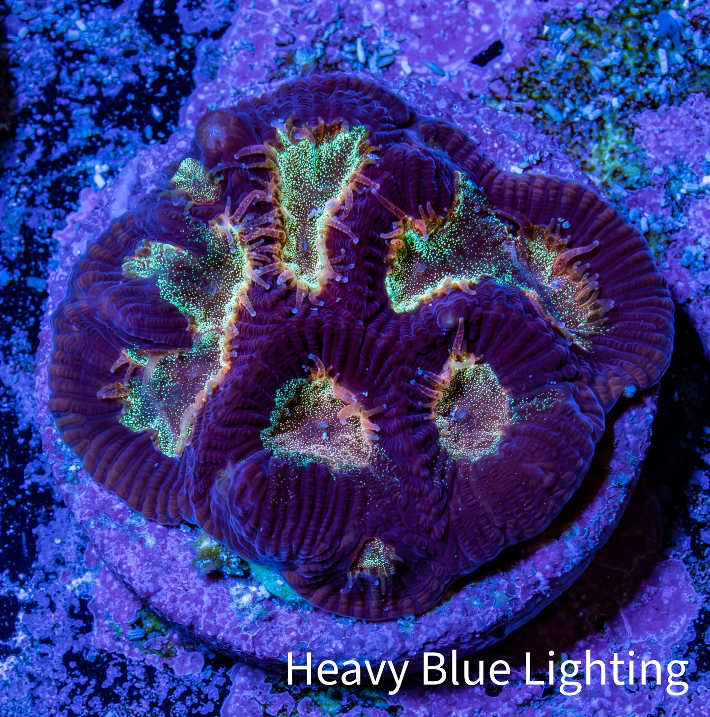 Ultra Glitter Favia Coral Frag WYSIWYG Ultra Glitter Favia Coral Frag WYSIWYG Aquarium Decor Ultra Glitter Favia Coral Frag WYSIWYG Zeo Box Reef