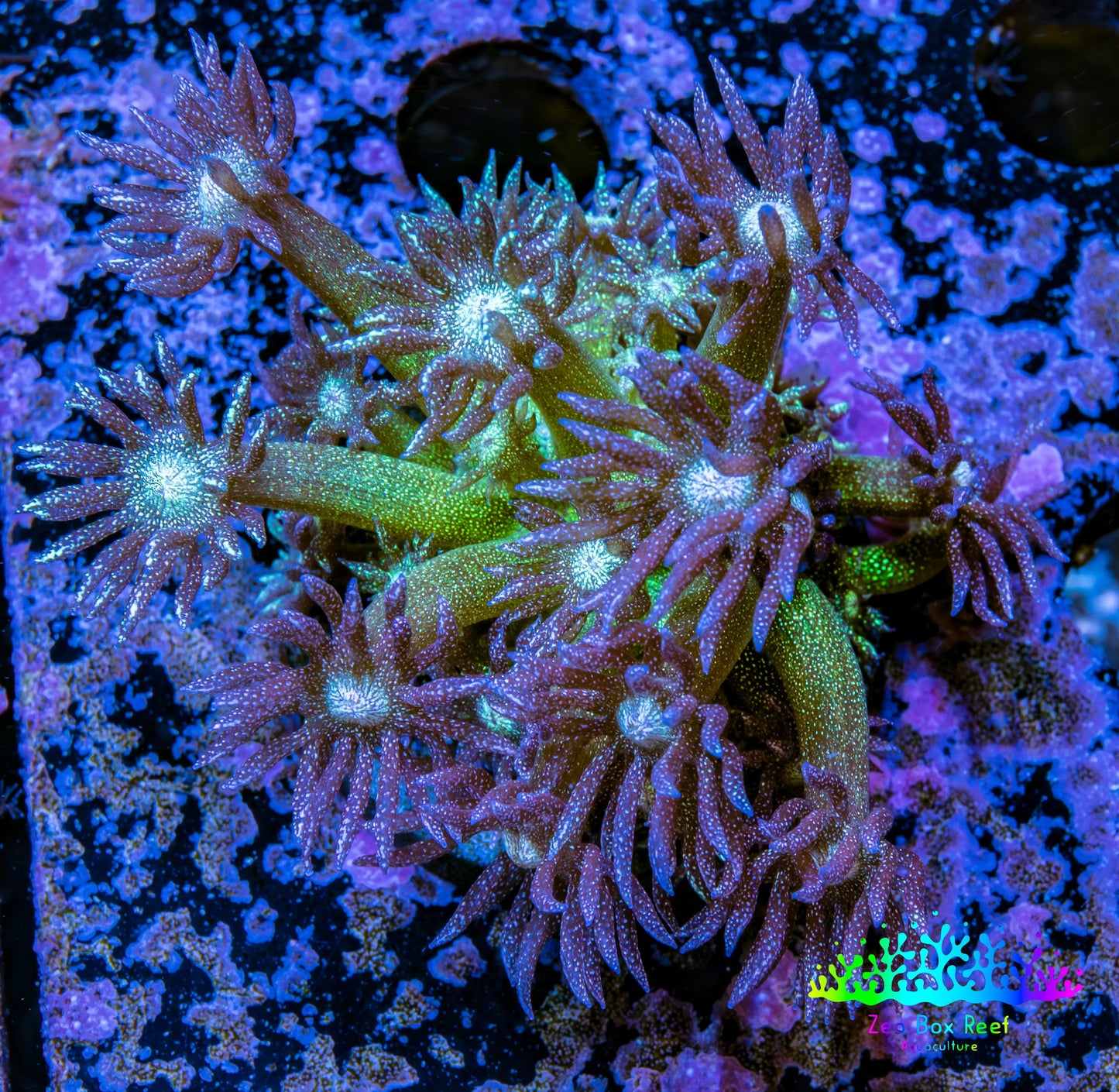 Ultra GlitterGoniopora Coral - Glitter Bomb Goni Frag - WYSIWYG Ultra GlitterGoniopora Coral - Glitter Bomb Goni Frag - WYSIWYG Animals & Pet Supplies Ultra GlitterGoniopora Coral - Glitter Bomb Goni Frag - WYSIWYG Zeo Box Reef