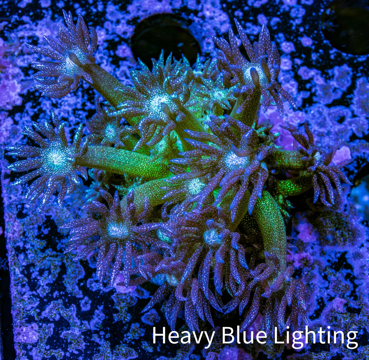 Ultra GlitterGoniopora Coral - Glitter Bomb Goni Frag - WYSIWYG Ultra GlitterGoniopora Coral - Glitter Bomb Goni Frag - WYSIWYG Animals & Pet Supplies Ultra GlitterGoniopora Coral - Glitter Bomb Goni Frag - WYSIWYG Zeo Box Reef