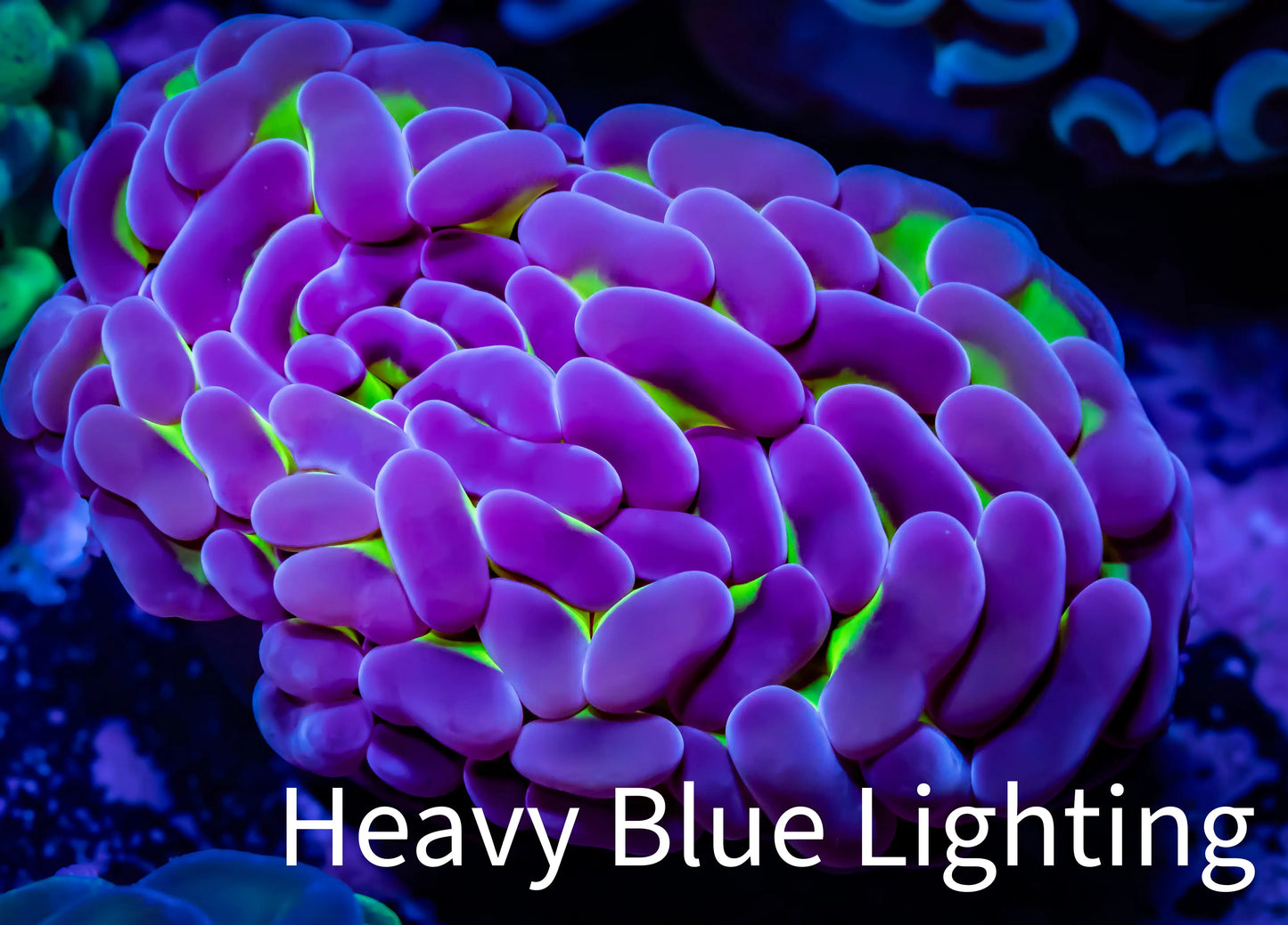 Ultra Gold Stem Purple Tip Hammer Coral - WYSIWYG 6cm D4R5B1 Ultra Gold Stem Purple Tip Hammer Coral - WYSIWYG 6cm D4R5B1 Aquarium Decor Ultra Gold Stem Purple Tip Hammer Coral - WYSIWYG 6cm D4R5B1 Zeo Box Reef