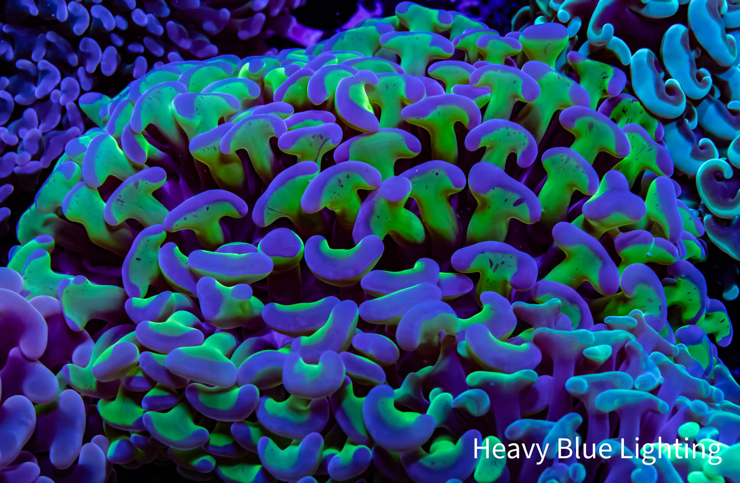 Ultra Gold Stem Purple Tip Hammer Coral WYSIWYG 9cm B3R5B1 Ultra Gold Stem Purple Tip Hammer Coral WYSIWYG 9cm B3R5B1 Aquarium Decor Ultra Gold Stem Purple Tip Hammer Coral WYSIWYG 9cm B3R5B1 Zeo Box Reef