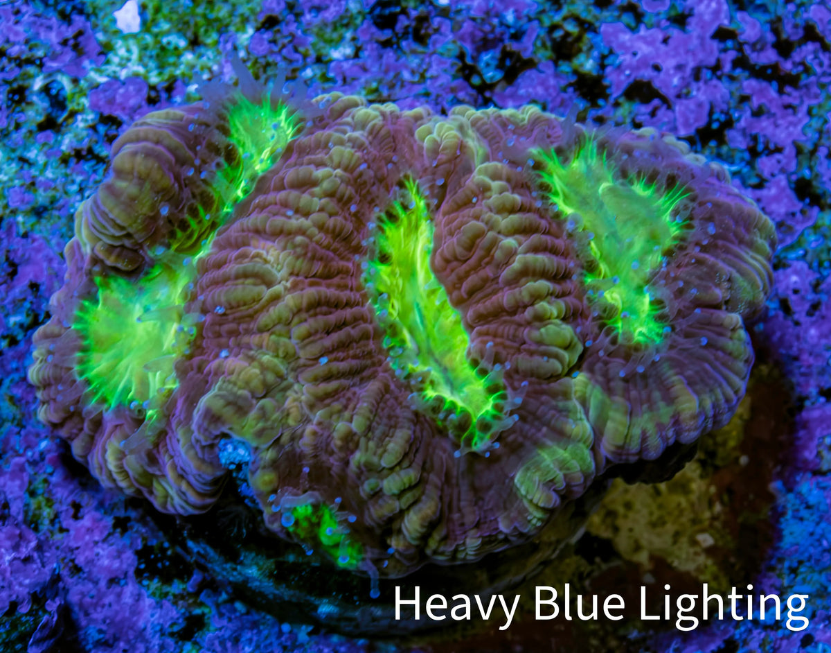 Ultra Golden Dragon Soul Favia Frag WYSIWYG Ultra Golden Dragon Soul Favia Frag WYSIWYG Aquarium Decor Ultra Golden Dragon Soul Favia Frag WYSIWYG Zeo Box Reef