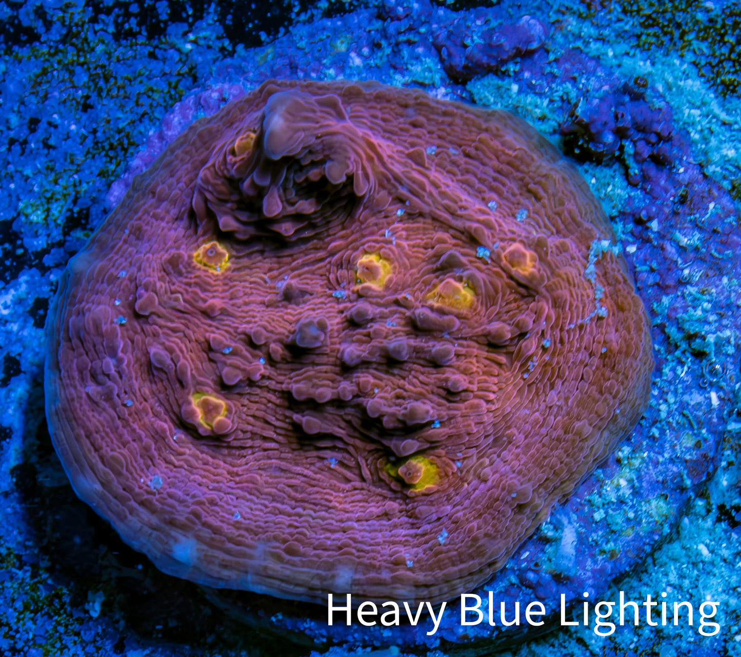 Ultra Golden Eye Chalice Frag WYSIWYG Ultra Golden Eye Chalice Frag WYSIWYG LPS Ultra Golden Eye Chalice Frag WYSIWYG Zeo Box Reef