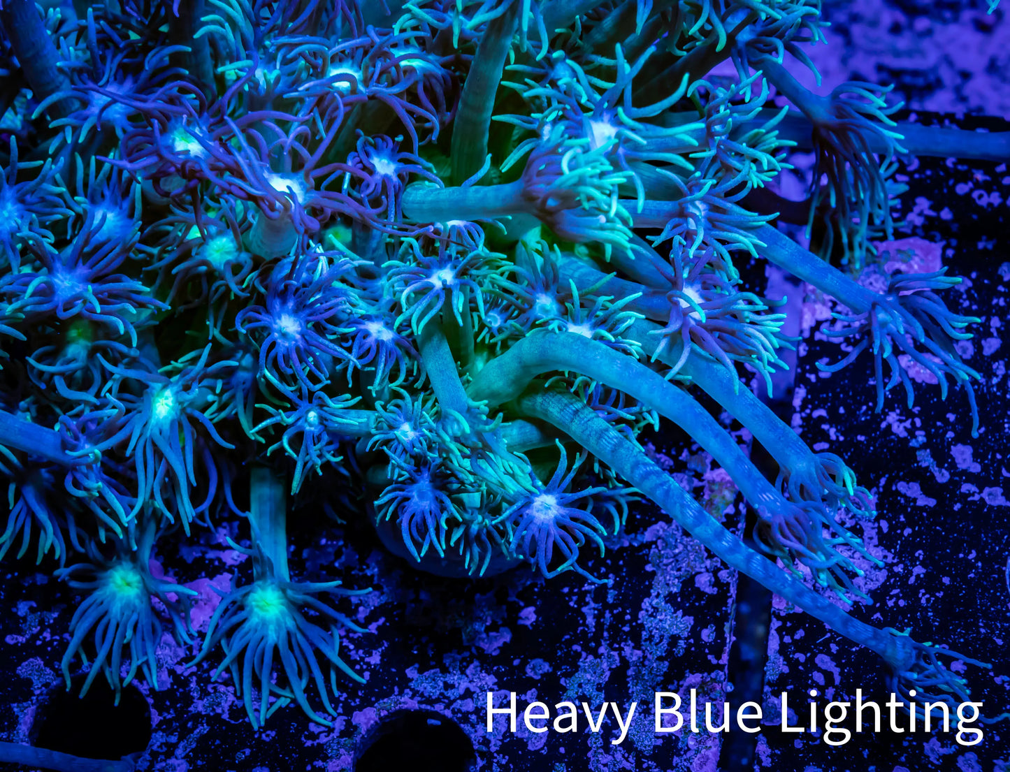 Ultra Goniopora Coral - Frag - WYSIWYG A10R4B2 Ultra Goniopora Coral - Frag - WYSIWYG A10R4B2 Animals & Pet Supplies Ultra Goniopora Coral - Frag - WYSIWYG A10R4B2 Zeo Box Reef