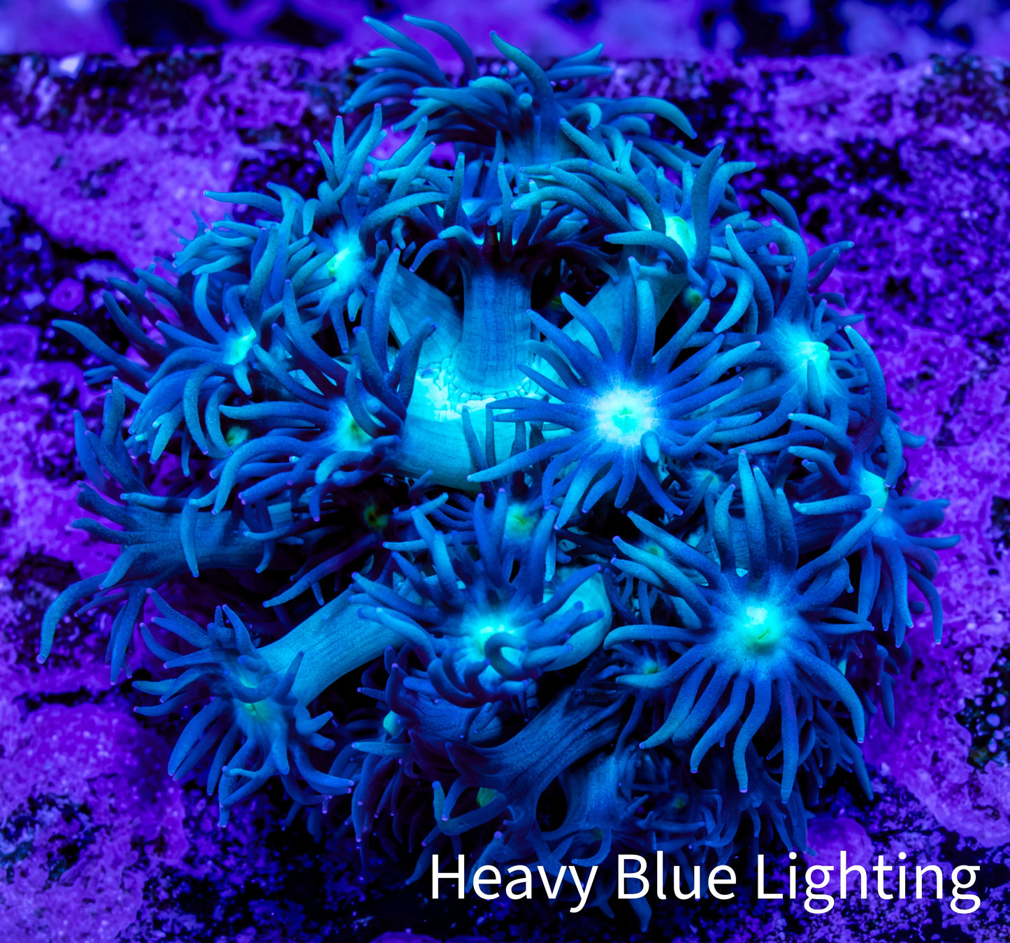 Ultra Goniopora Coral Frag - WYSIWYG A11R3B1 Ultra Goniopora Coral Frag - WYSIWYG A11R3B1 Animals & Pet Supplies Ultra Goniopora Coral Frag - WYSIWYG A11R3B1 Zeo Box Reef