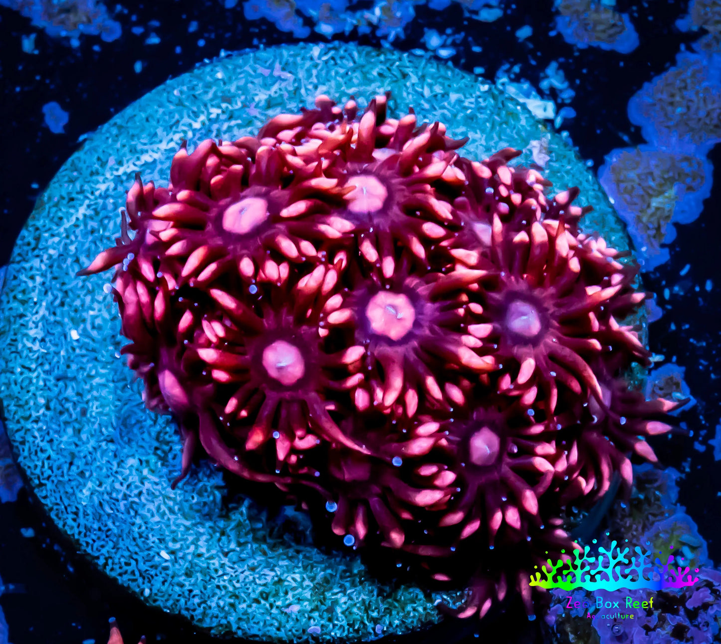 Ultra Goniopora Coral - Frag - WYSIWYG A1R3B1 Ultra Goniopora Coral - Frag - WYSIWYG A1R3B1 Animals & Pet Supplies Ultra Goniopora Coral - Frag - WYSIWYG A1R3B1 Zeo Box Reef