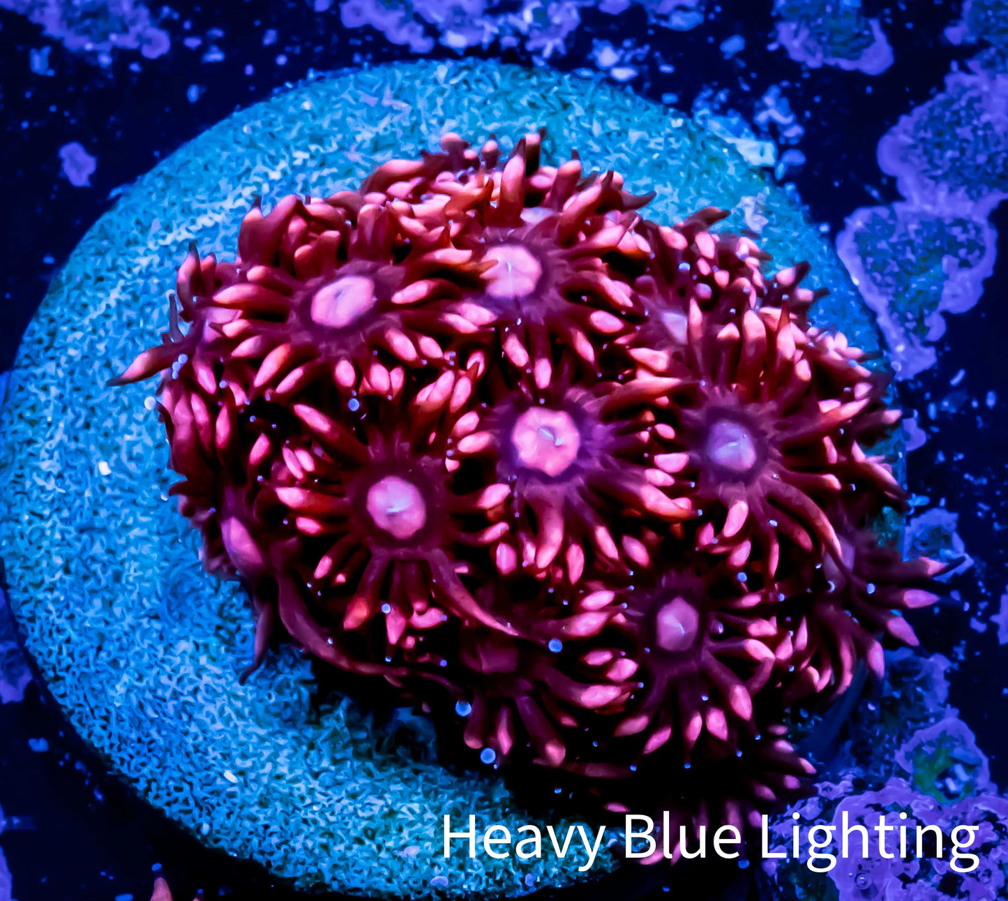 Ultra Goniopora Coral - Frag - WYSIWYG A1R3B1 Ultra Goniopora Coral - Frag - WYSIWYG A1R3B1 Animals & Pet Supplies Ultra Goniopora Coral - Frag - WYSIWYG A1R3B1 Zeo Box Reef