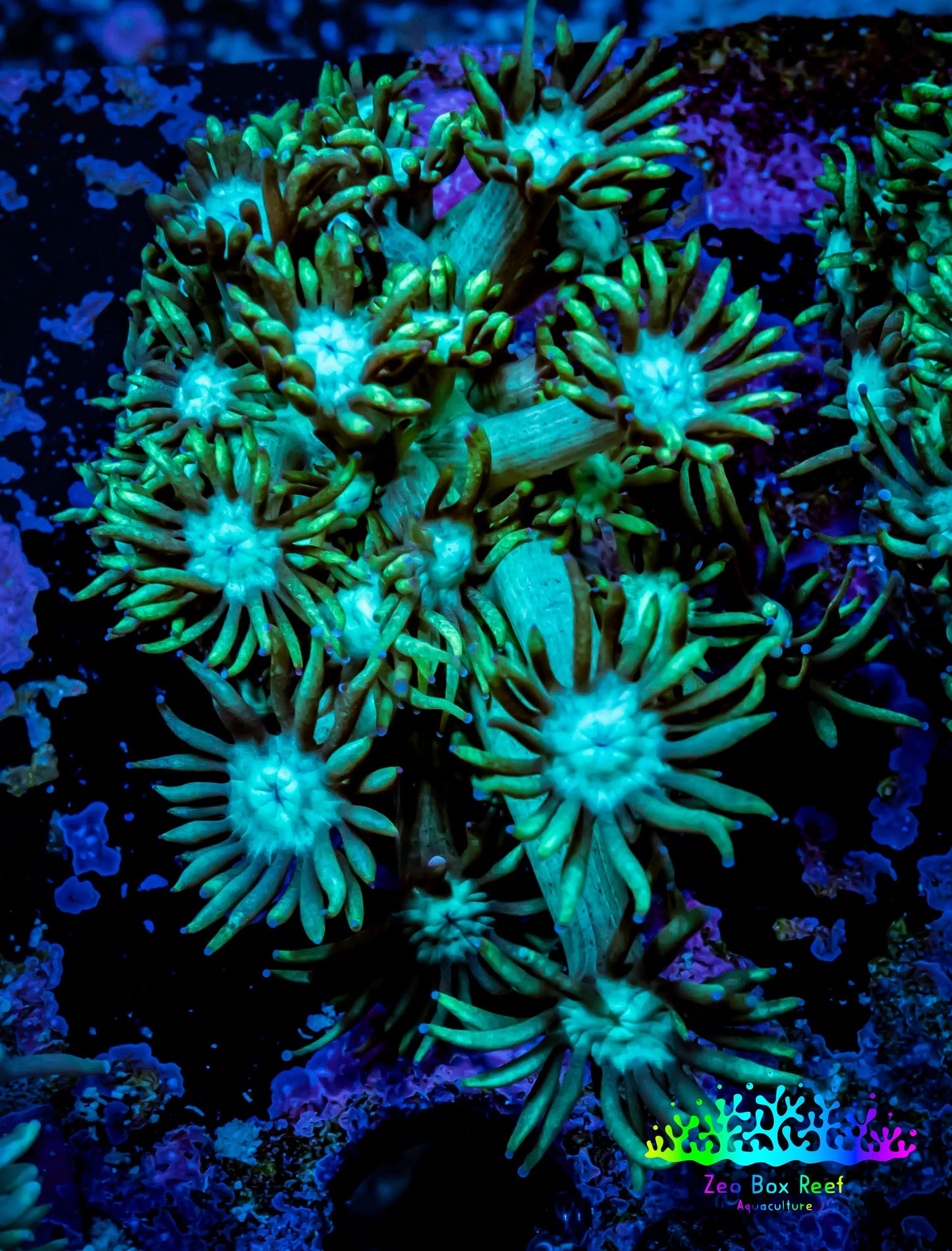 Ultra Goniopora Coral - Frag - WYSIWYG A1R3B1 Ultra Goniopora Coral - Frag - WYSIWYG A1R3B1 Animals & Pet Supplies Ultra Goniopora Coral - Frag - WYSIWYG A1R3B1 Zeo Box Reef