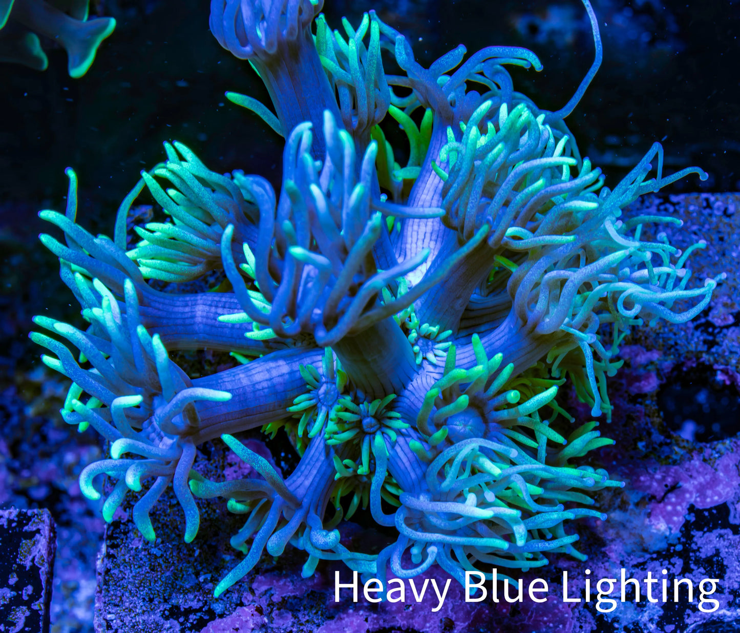 Ultra Goniopora Coral - Frag - WYSIWYG A1R3B1 Ultra Goniopora Coral - Frag - WYSIWYG A1R3B1 Animals & Pet Supplies Ultra Goniopora Coral - Frag - WYSIWYG A1R3B1 Zeo Box Reef