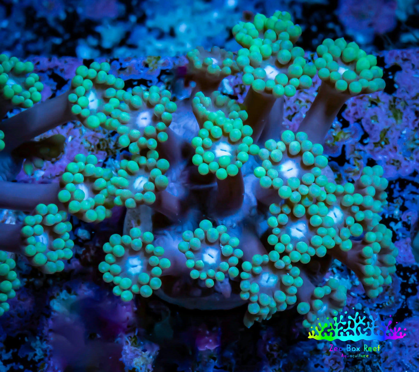 Ultra Goniopora Coral - Frag - WYSIWYG A1R4B1 Ultra Goniopora Coral - Frag - WYSIWYG A1R4B1 Animals & Pet Supplies Ultra Goniopora Coral - Frag - WYSIWYG A1R4B1 Zeo Box Reef