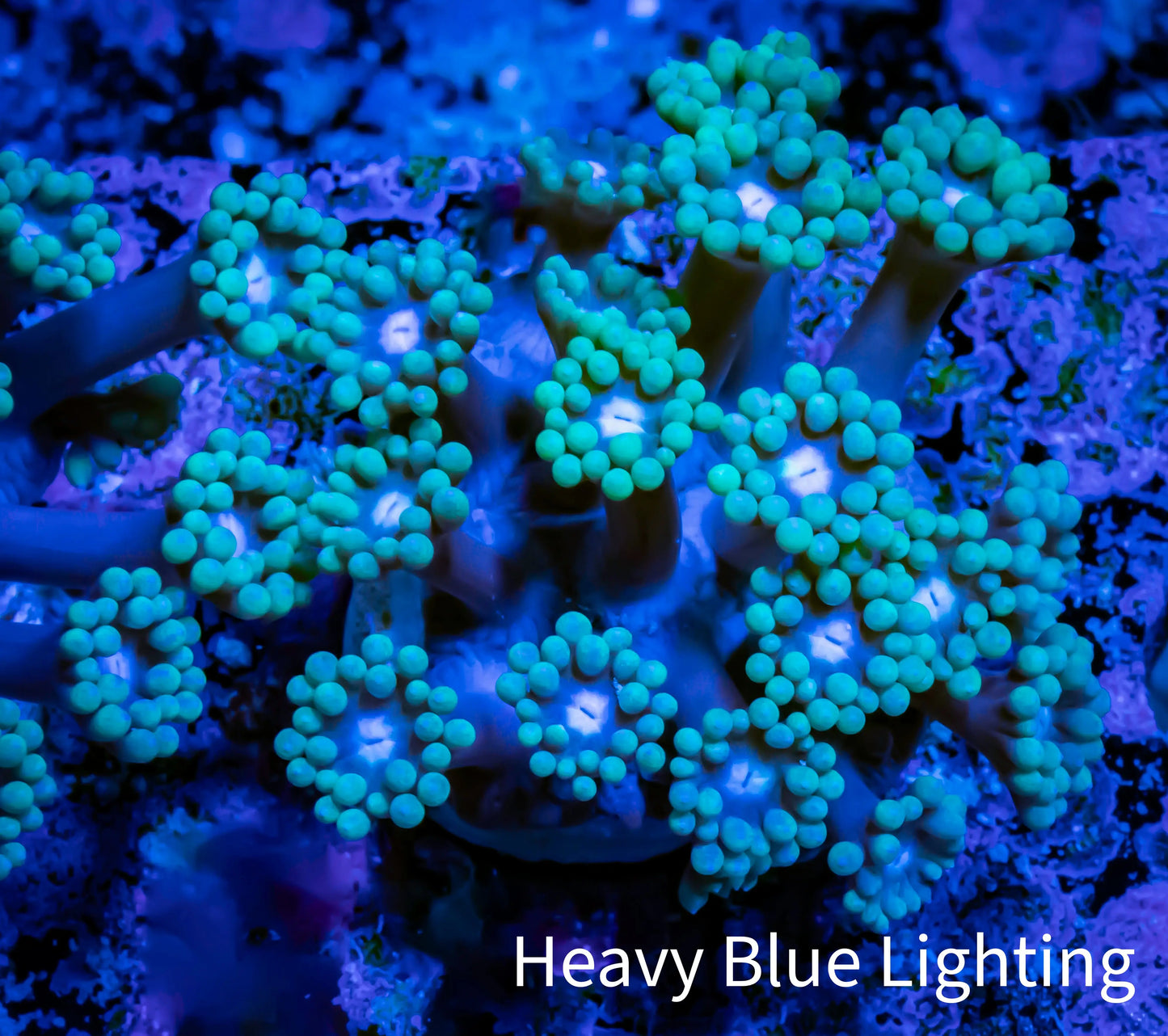 Ultra Goniopora Coral - Frag - WYSIWYG A1R4B1 Ultra Goniopora Coral - Frag - WYSIWYG A1R4B1 Animals & Pet Supplies Ultra Goniopora Coral - Frag - WYSIWYG A1R4B1 Zeo Box Reef