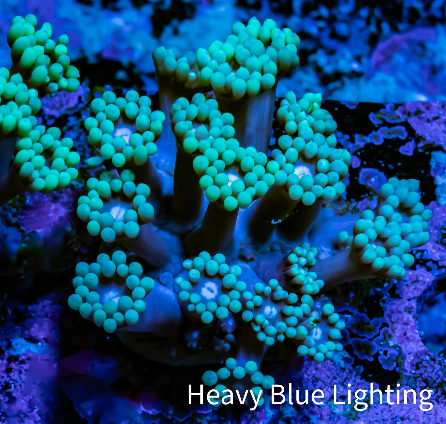 Ultra Goniopora Coral - Frag - WYSIWYG A1R4B1 Ultra Goniopora Coral - Frag - WYSIWYG A1R4B1 Animals & Pet Supplies Ultra Goniopora Coral - Frag - WYSIWYG A1R4B1 Zeo Box Reef