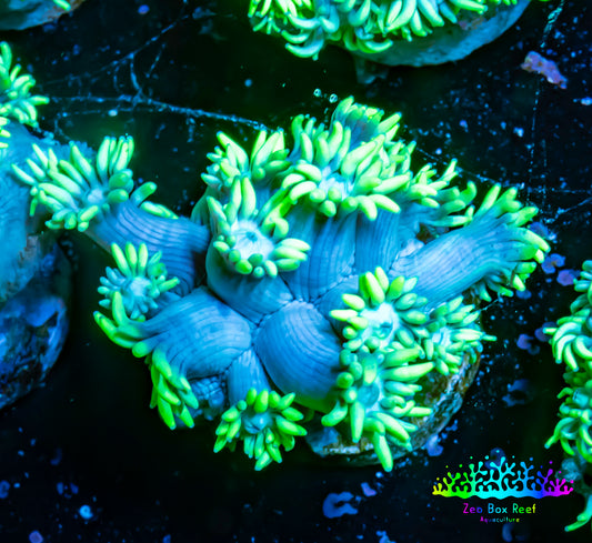 Ultra Goniopora Coral - Frag - WYSIWYG A1R4B1 ( Ultra Goniopora Coral - Frag - WYSIWYG A1R4B1 ( Animals & Pet Supplies Ultra Goniopora Coral - Frag - WYSIWYG A1R4B1 ( Zeo Box Reef