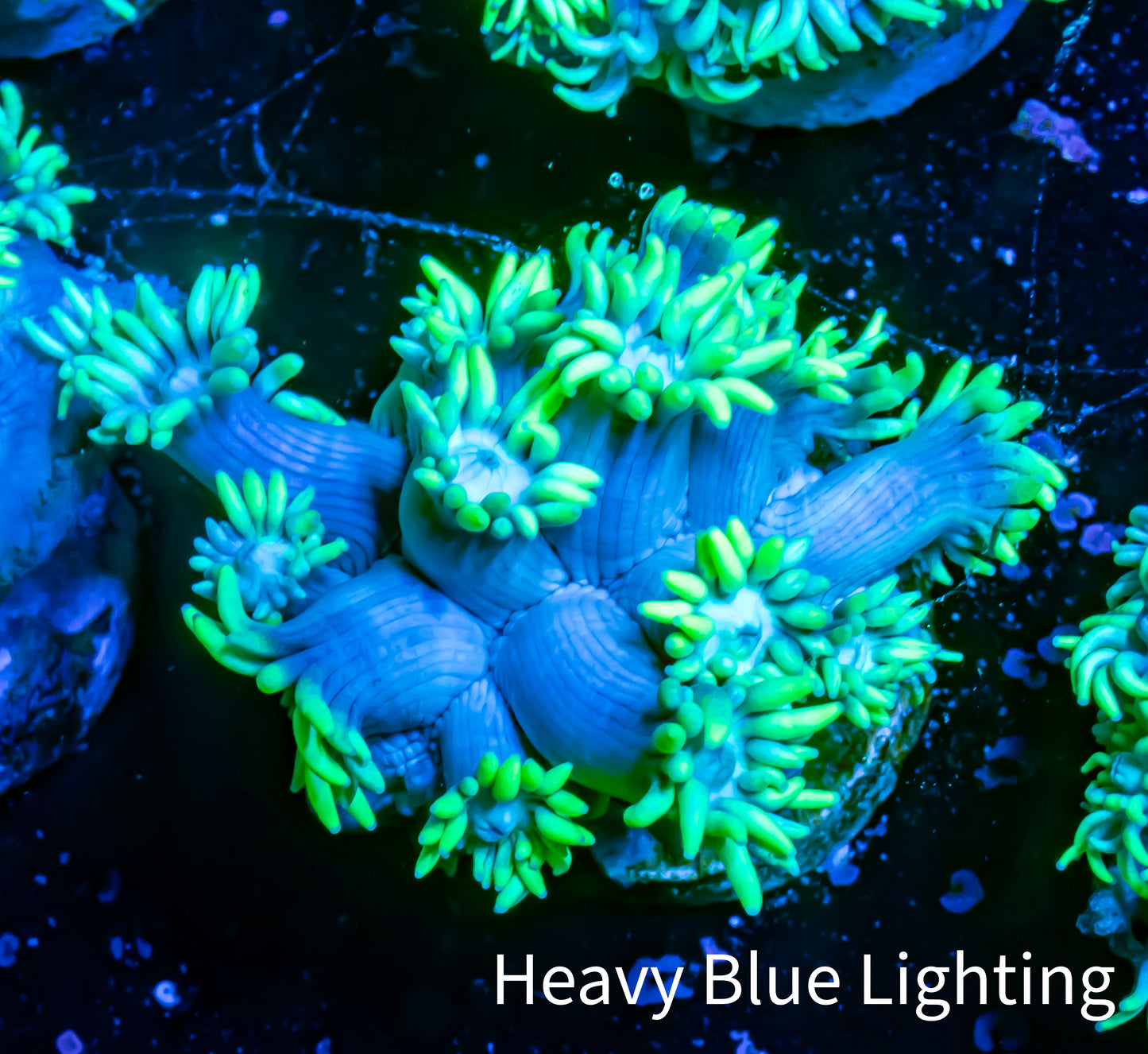 Ultra Goniopora Coral - Frag - WYSIWYG A1R4B1 ( Ultra Goniopora Coral - Frag - WYSIWYG A1R4B1 ( Animals & Pet Supplies Ultra Goniopora Coral - Frag - WYSIWYG A1R4B1 ( Zeo Box Reef