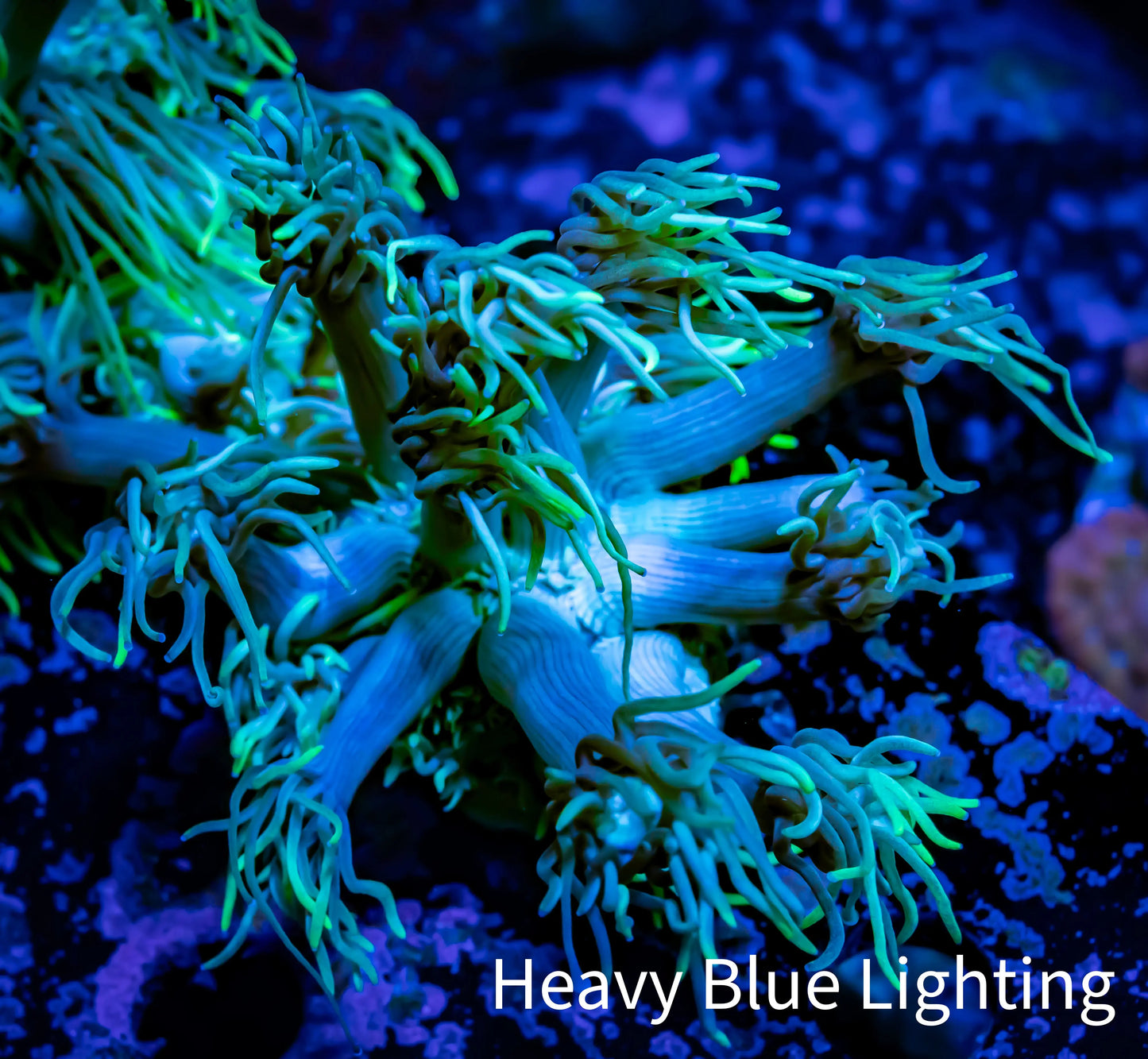 Ultra Goniopora Coral - Frag - WYSIWYG A1R4B2 Ultra Goniopora Coral - Frag - WYSIWYG A1R4B2 Animals & Pet Supplies Ultra Goniopora Coral - Frag - WYSIWYG A1R4B2 Zeo Box Reef
