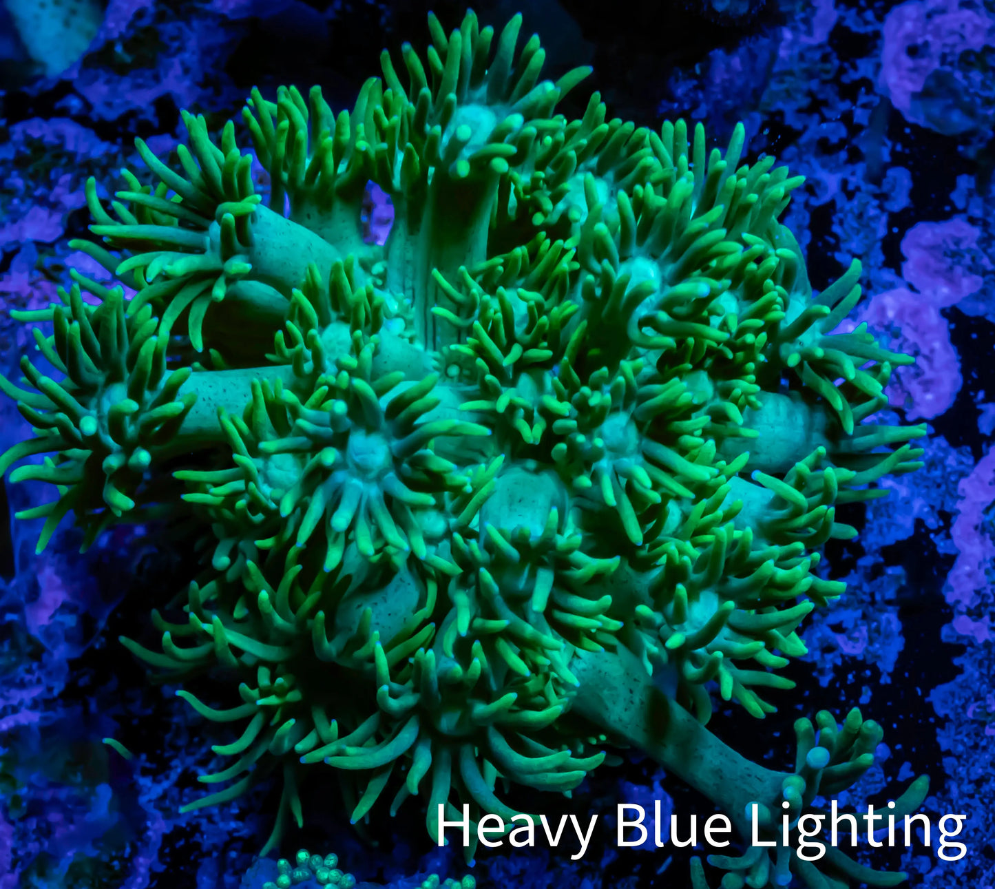 Ultra Goniopora Coral - Frag - WYSIWYG A1R4B2 Ultra Goniopora Coral - Frag - WYSIWYG A1R4B2 Animals & Pet Supplies Ultra Goniopora Coral - Frag - WYSIWYG A1R4B2 Zeo Box Reef
