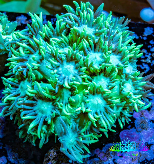 Ultra Goniopora Coral - Frag - WYSIWYG A1R4B2 Ultra Goniopora Coral - Frag - WYSIWYG A1R4B2 Animals & Pet Supplies Ultra Goniopora Coral - Frag - WYSIWYG A1R4B2 Zeo Box Reef