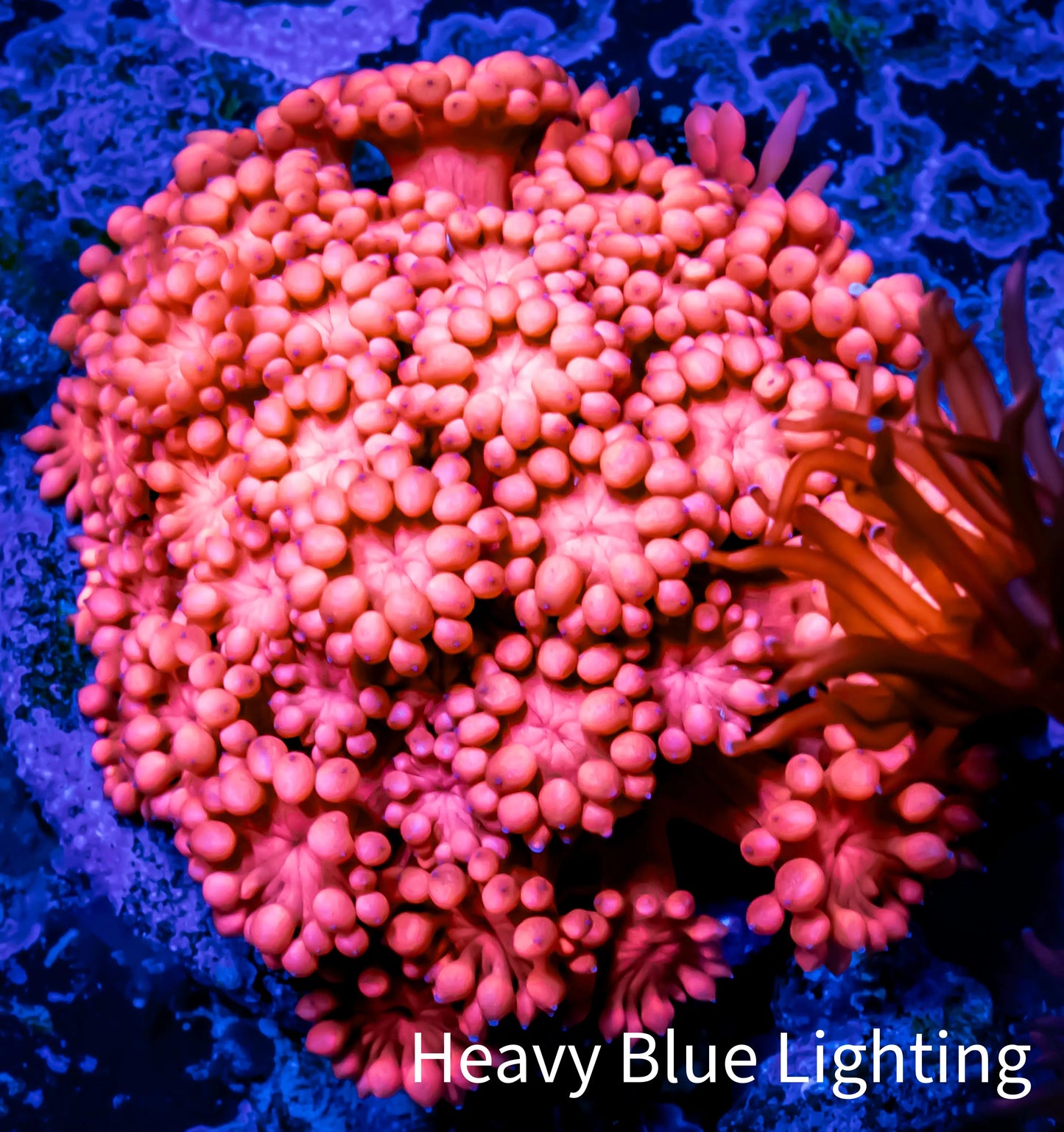 Ultra Goniopora Coral - Frag - WYSIWYG A3R2B1 Ultra Goniopora Coral - Frag - WYSIWYG A3R2B1 Animals & Pet Supplies Ultra Goniopora Coral - Frag - WYSIWYG A3R2B1 Zeo Box Reef