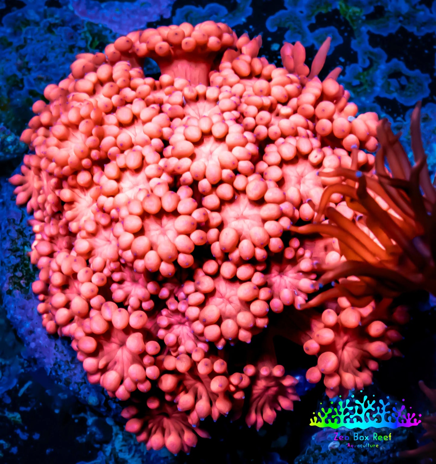 Ultra Goniopora Coral - Frag - WYSIWYG A3R2B1 Ultra Goniopora Coral - Frag - WYSIWYG A3R2B1 Animals & Pet Supplies Ultra Goniopora Coral - Frag - WYSIWYG A3R2B1 Zeo Box Reef