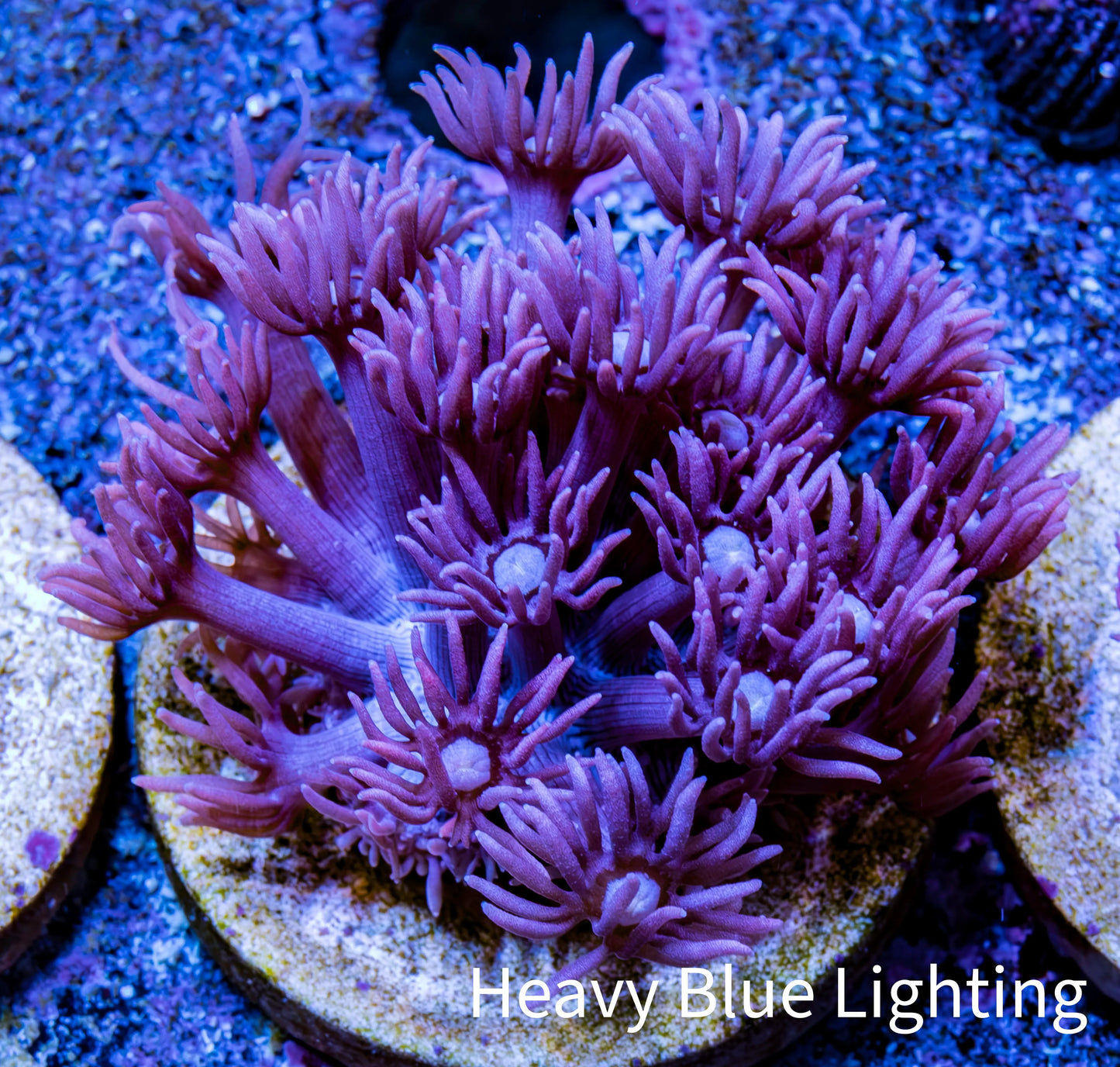 Ultra Goniopora Coral Frag - WYSIWYG A3R3B1 Ultra Goniopora Coral Frag - WYSIWYG A3R3B1 Animals & Pet Supplies Ultra Goniopora Coral Frag - WYSIWYG A3R3B1 Zeo Box Reef