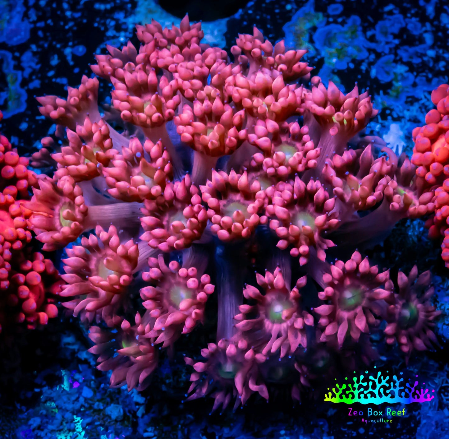 Ultra Goniopora Coral - Frag - WYSIWYG A4R3B1 Ultra Goniopora Coral - Frag - WYSIWYG A4R3B1 Animals & Pet Supplies Ultra Goniopora Coral - Frag - WYSIWYG A4R3B1 Zeo Box Reef