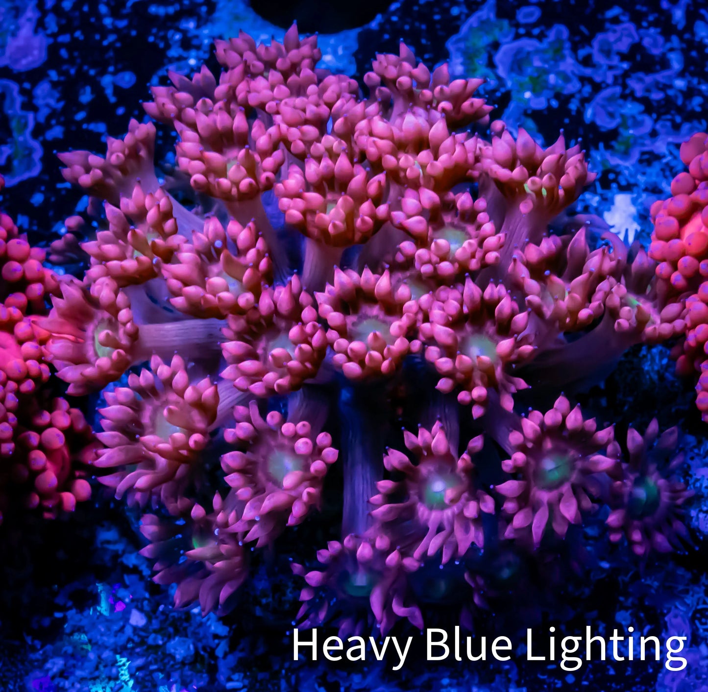 Ultra Goniopora Coral - Frag - WYSIWYG A4R3B1 Ultra Goniopora Coral - Frag - WYSIWYG A4R3B1 Animals & Pet Supplies Ultra Goniopora Coral - Frag - WYSIWYG A4R3B1 Zeo Box Reef