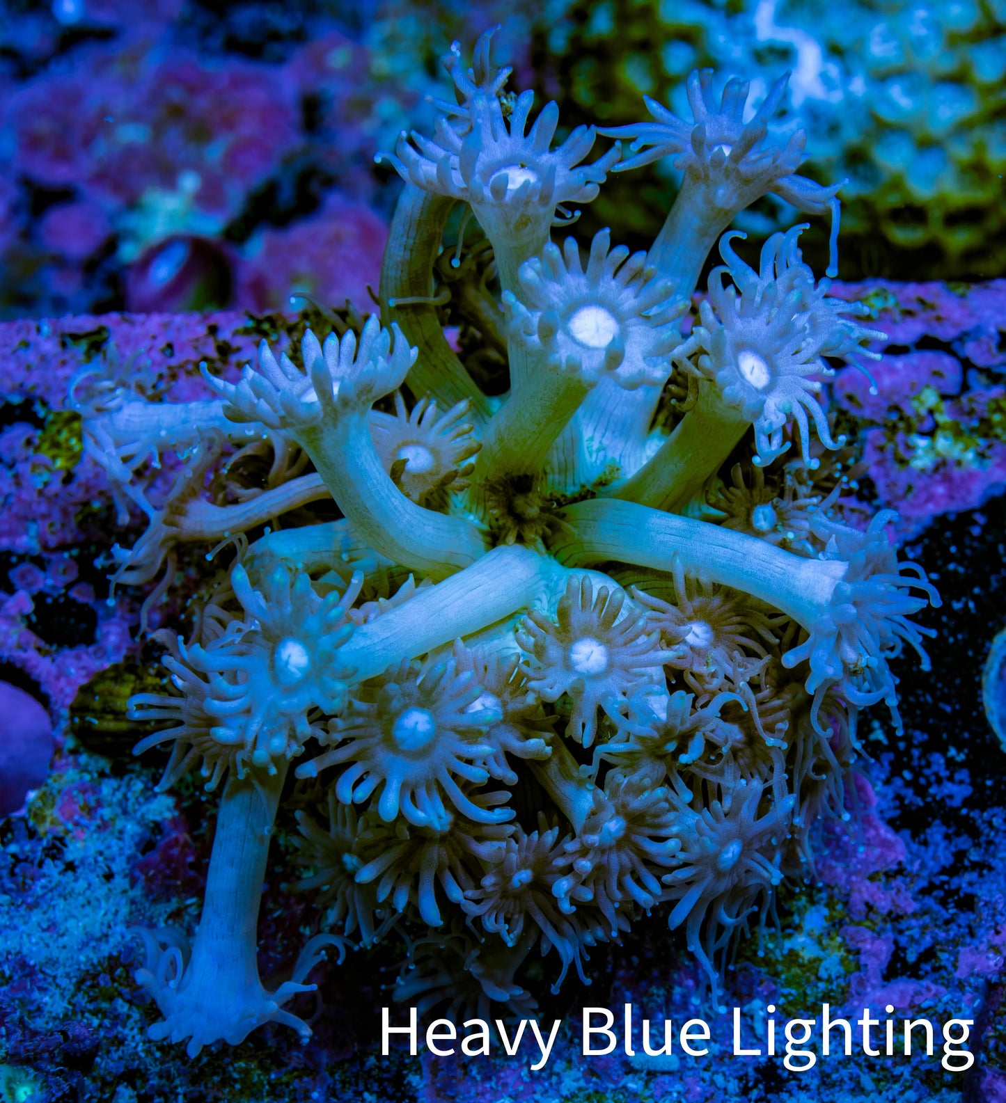 Ultra Goniopora Coral Frag - WYSIWYG A9R4B1 Ultra Goniopora Coral Frag - WYSIWYG A9R4B1 Animals & Pet Supplies Ultra Goniopora Coral Frag - WYSIWYG A9R4B1 Zeo Box Reef