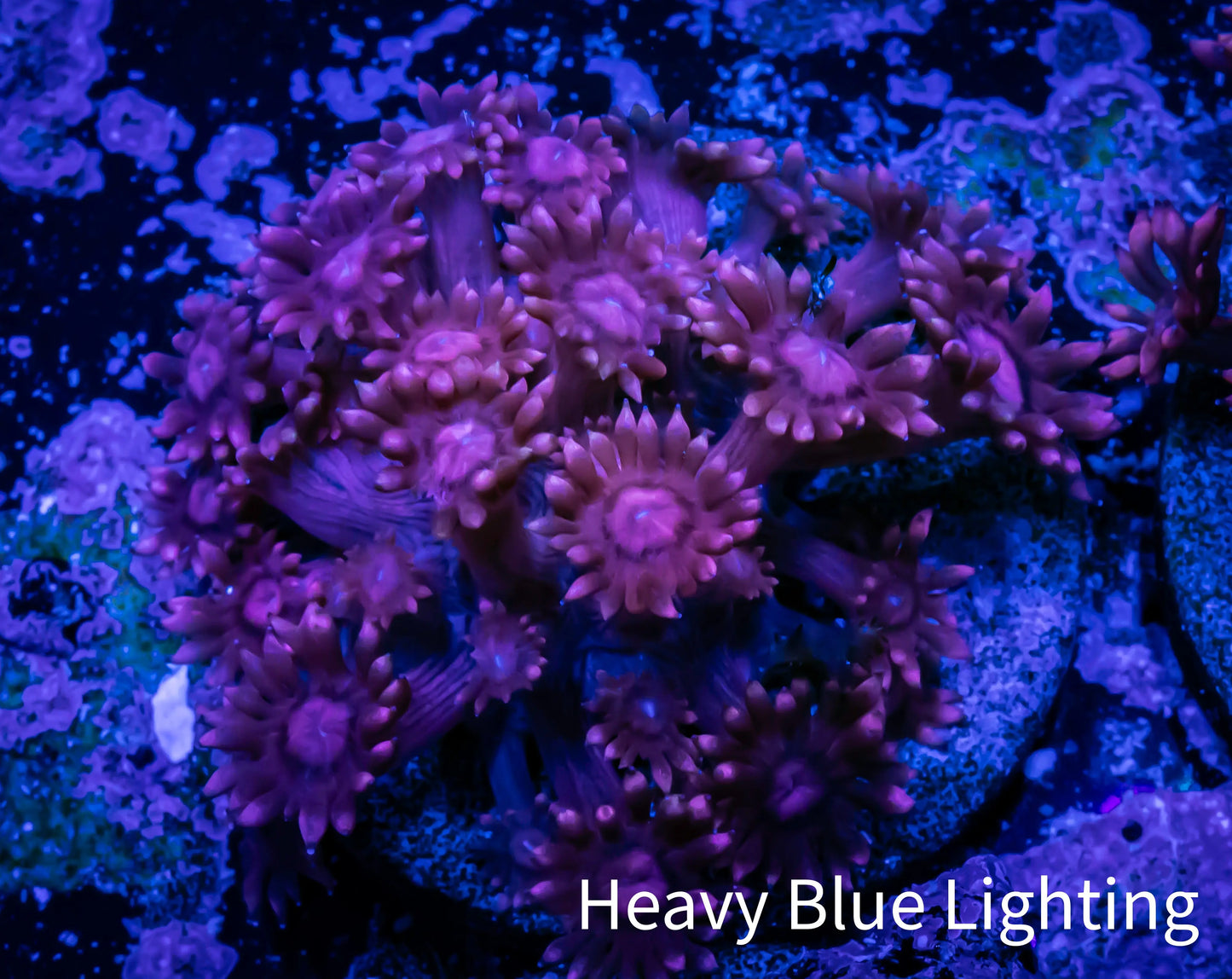 Ultra Goniopora Coral - Frag - WYSIWYG A!1R3B1 Ultra Goniopora Coral - Frag - WYSIWYG A!1R3B1 Animals & Pet Supplies Ultra Goniopora Coral - Frag - WYSIWYG A!1R3B1 Zeo Box Reef