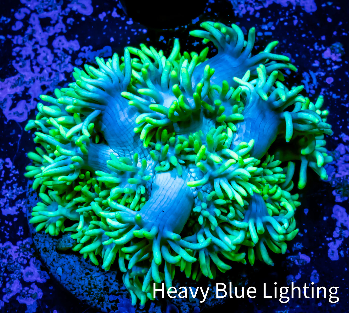 Ultra Goniopora Coral - Frag - WYSIWYG B1R3B1 Ultra Goniopora Coral - Frag - WYSIWYG B1R3B1 Animals & Pet Supplies Ultra Goniopora Coral - Frag - WYSIWYG B1R3B1 Zeo Box Reef