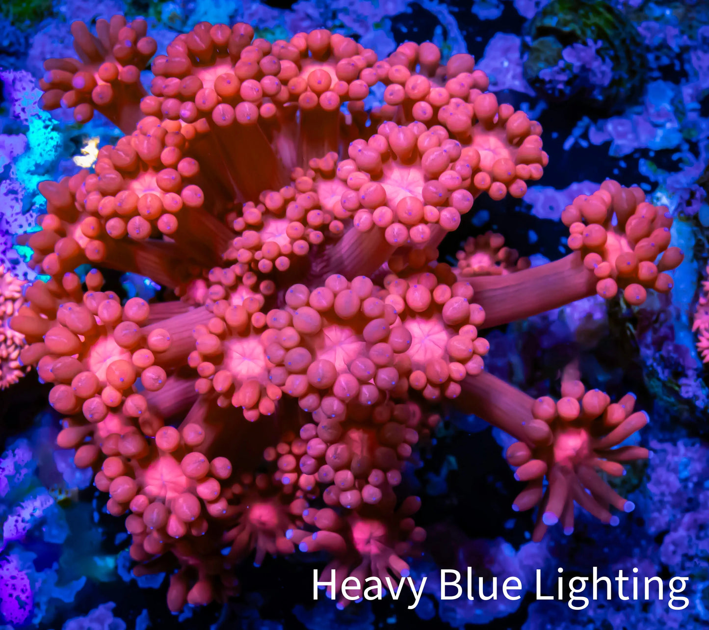 Ultra Goniopora Coral - Frag - WYSIWYG B3R2B1 Ultra Goniopora Coral - Frag - WYSIWYG B3R2B1 Animals & Pet Supplies Ultra Goniopora Coral - Frag - WYSIWYG B3R2B1 Zeo Box Reef