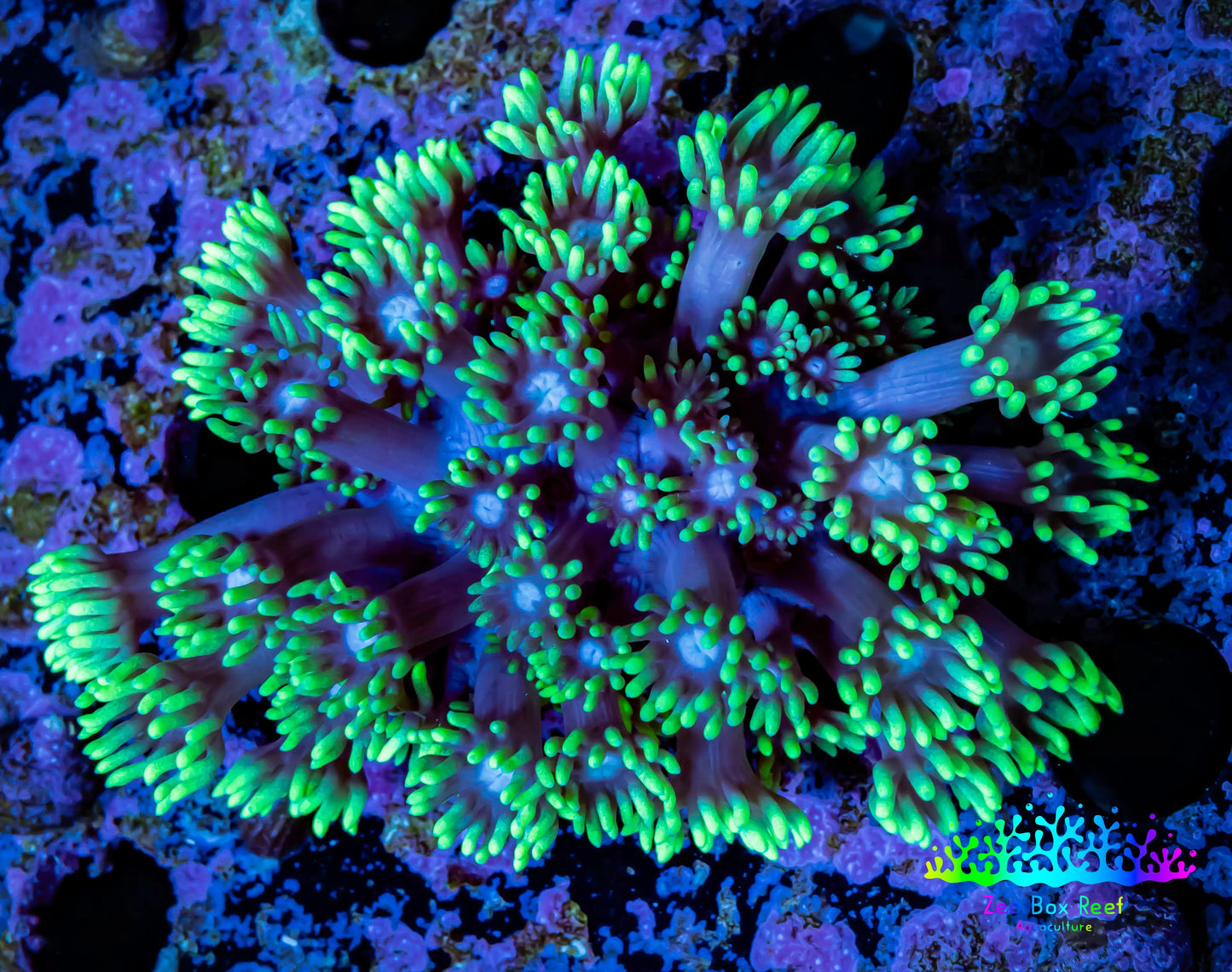 Ultra Goniopora Coral - Frag - WYSIWYG B6R2B2 Ultra Goniopora Coral - Frag - WYSIWYG B6R2B2 Animals & Pet Supplies Ultra Goniopora Coral - Frag - WYSIWYG B6R2B2 Zeo Box Reef