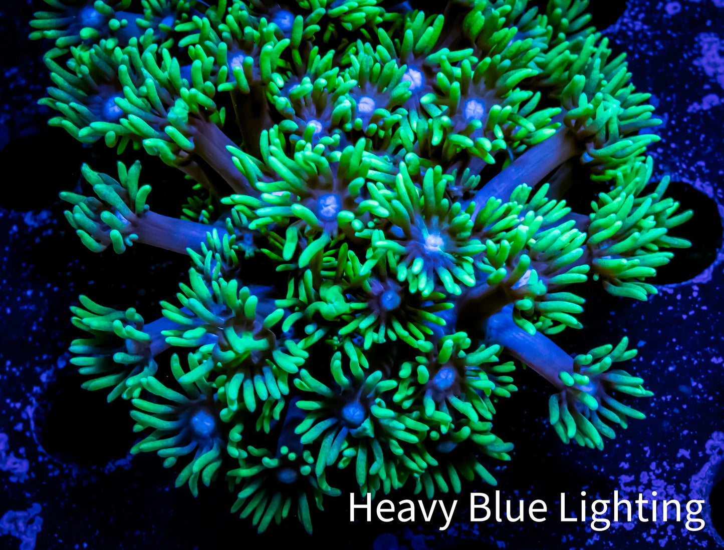 Ultra Goniopora Coral - Frag - WYSIWYG B8R2B2 Ultra Goniopora Coral - Frag - WYSIWYG B8R2B2 Animals & Pet Supplies Ultra Goniopora Coral - Frag - WYSIWYG B8R2B2 Zeo Box Reef