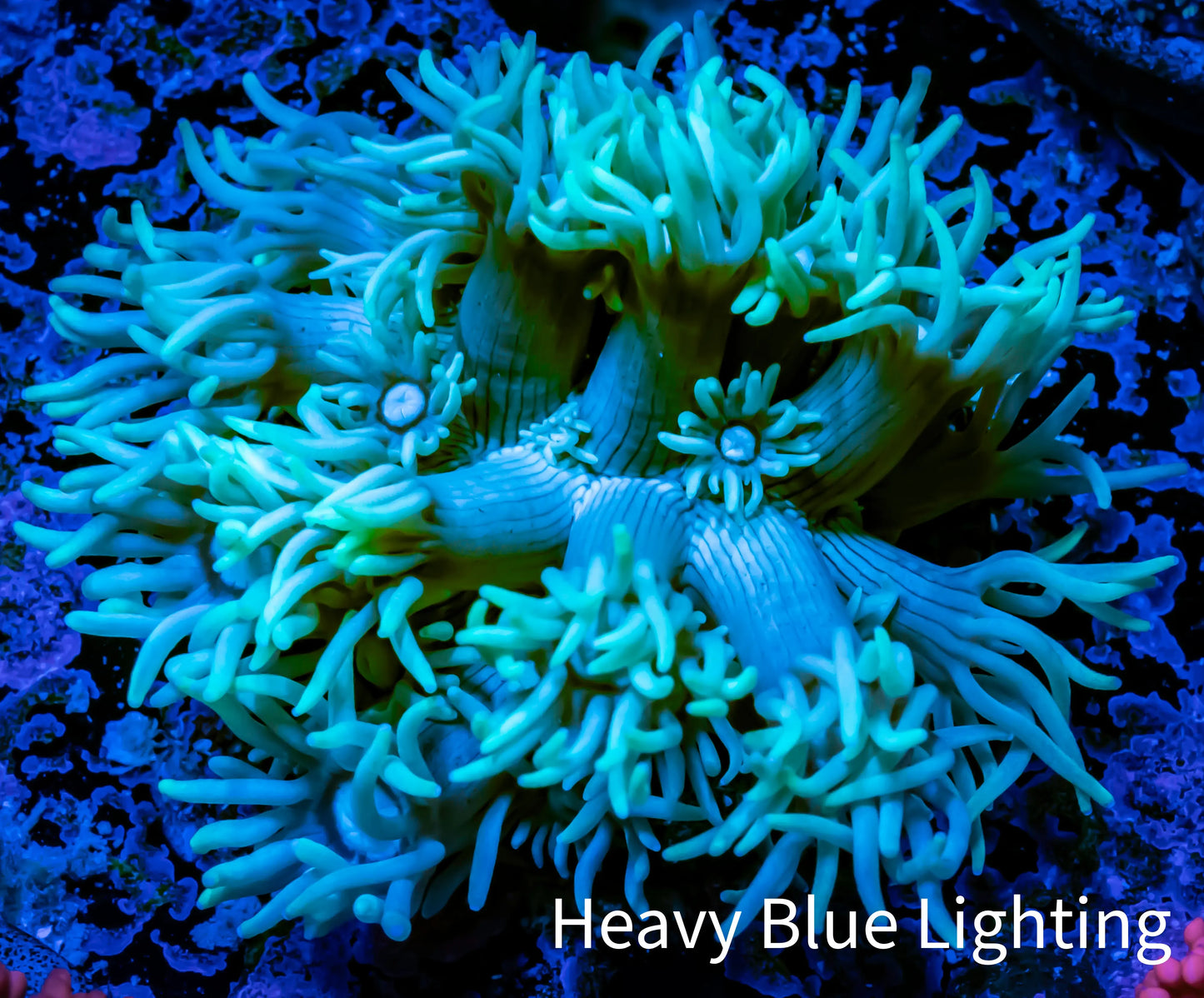 Ultra Goniopora Coral - Frag - WYSIWYG C1R2B1 Ultra Goniopora Coral - Frag - WYSIWYG C1R2B1 Animals & Pet Supplies Ultra Goniopora Coral - Frag - WYSIWYG C1R2B1 Zeo Box Reef