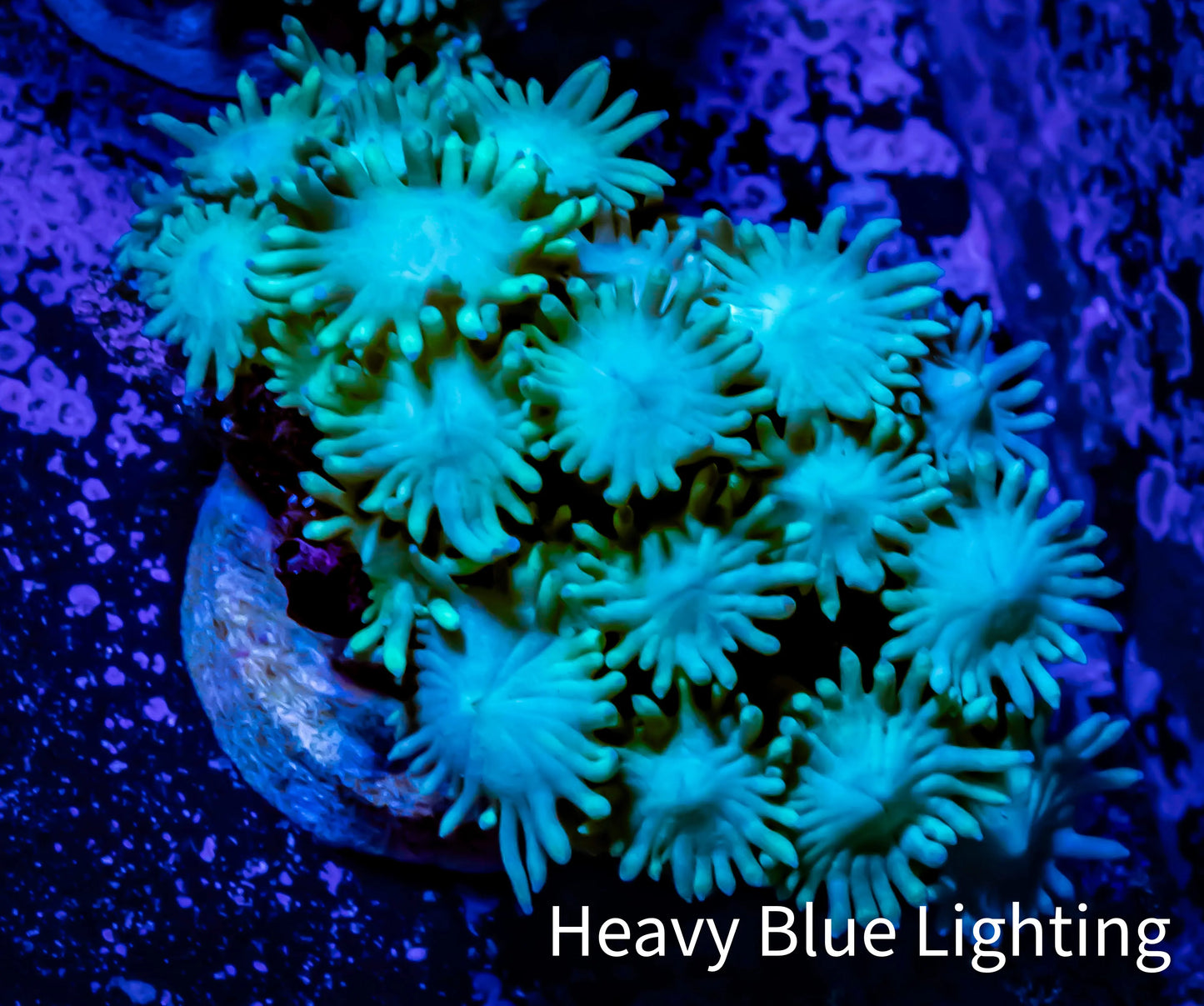Ultra Goniopora Coral - Frag - WYSIWYG C1R2B2 Ultra Goniopora Coral - Frag - WYSIWYG C1R2B2 Animals & Pet Supplies Ultra Goniopora Coral - Frag - WYSIWYG C1R2B2 Zeo Box Reef