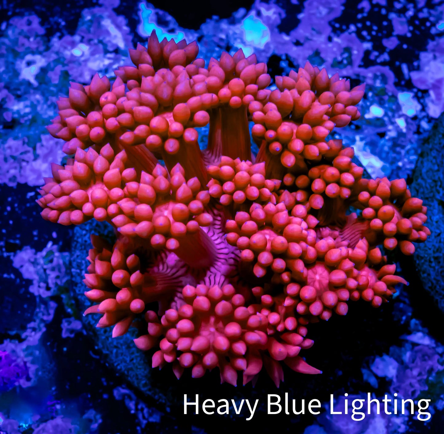 Ultra Goniopora Coral - Frag - WYSIWYG C1R3B1 Ultra Goniopora Coral - Frag - WYSIWYG C1R3B1 Animals & Pet Supplies Ultra Goniopora Coral - Frag - WYSIWYG C1R3B1 Zeo Box Reef