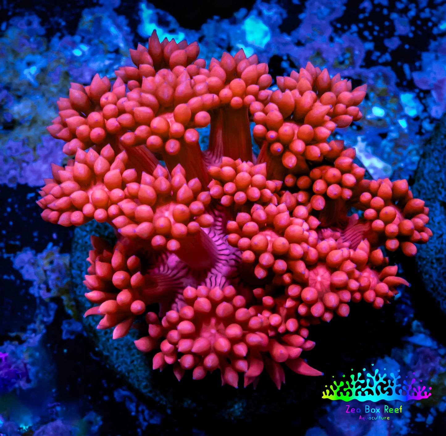 Ultra Goniopora Coral - Frag - WYSIWYG C1R3B1 Ultra Goniopora Coral - Frag - WYSIWYG C1R3B1 Animals & Pet Supplies Ultra Goniopora Coral - Frag - WYSIWYG C1R3B1 Zeo Box Reef
