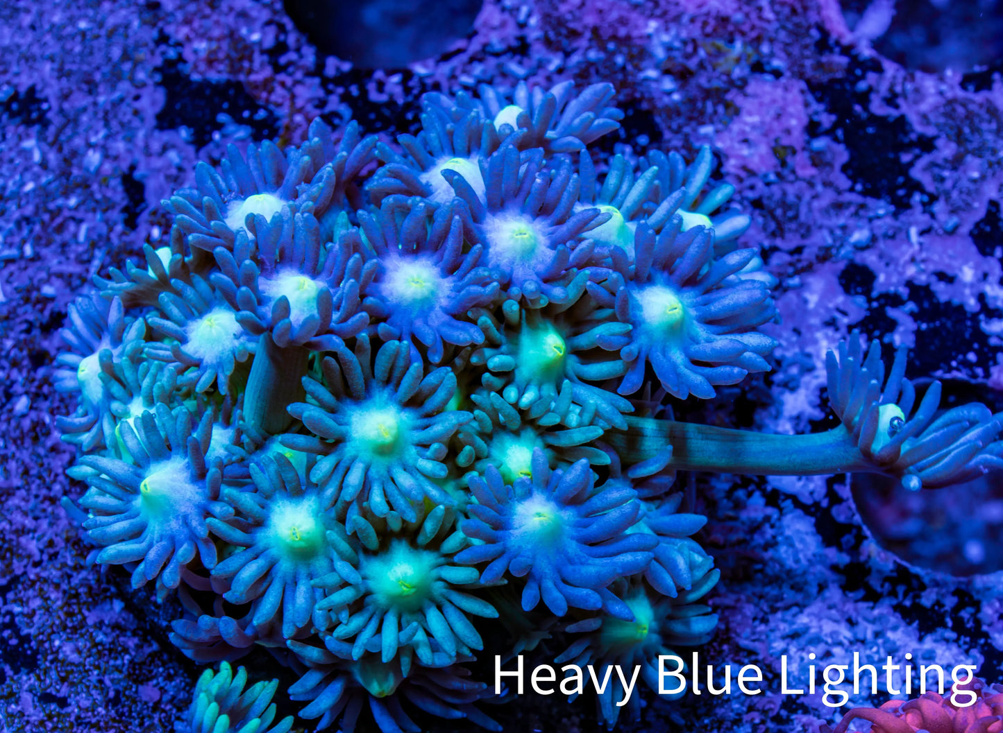 Ultra Goniopora Coral - Frag - WYSIWYG C1R3B1 Ultra Goniopora Coral - Frag - WYSIWYG C1R3B1 Animals & Pet Supplies Ultra Goniopora Coral - Frag - WYSIWYG C1R3B1 Zeo Box Reef