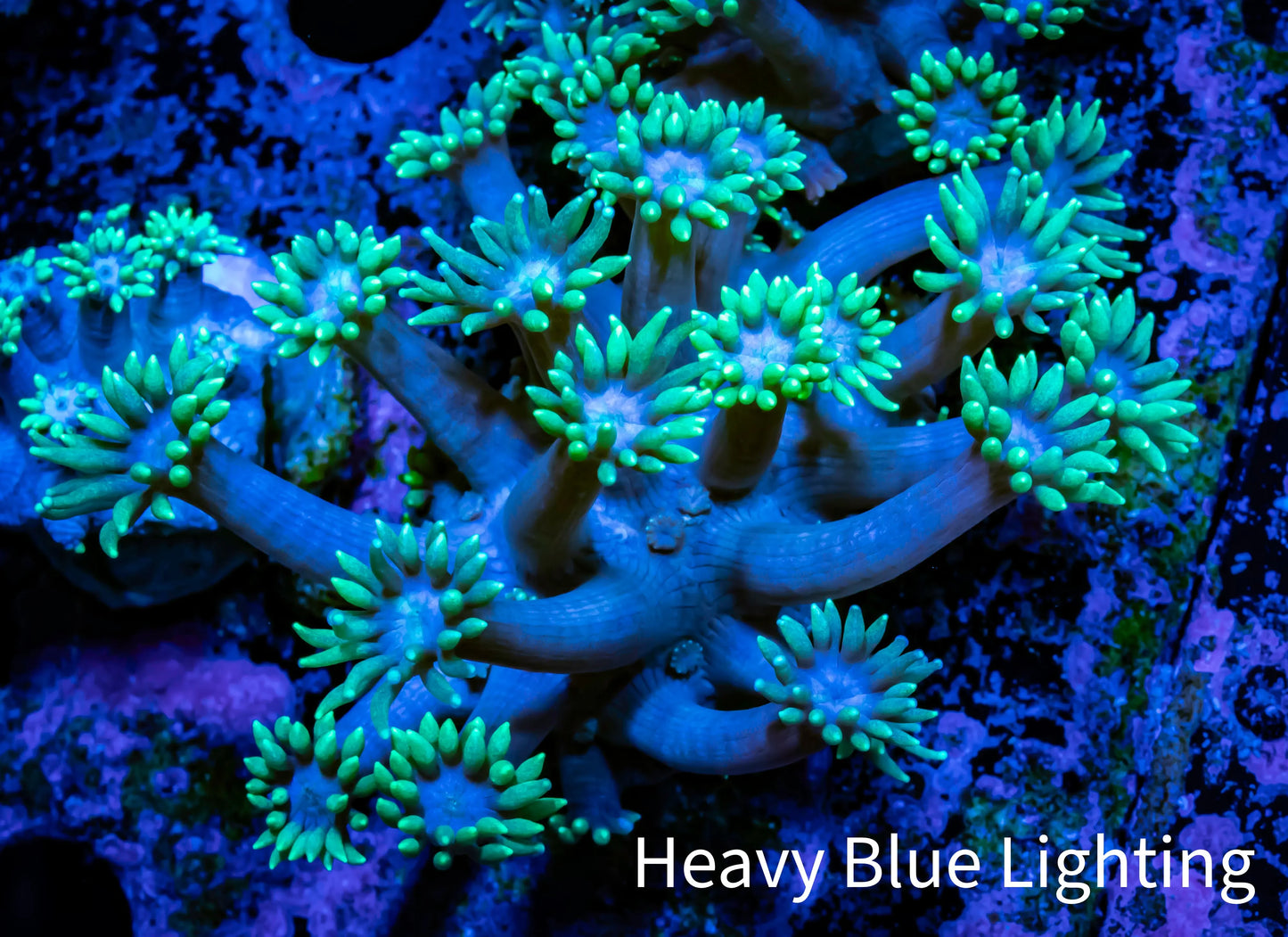 Ultra Goniopora Coral - Frag - WYSIWYG C1R4B2 Ultra Goniopora Coral - Frag - WYSIWYG C1R4B2 Animals & Pet Supplies Ultra Goniopora Coral - Frag - WYSIWYG C1R4B2 Zeo Box Reef